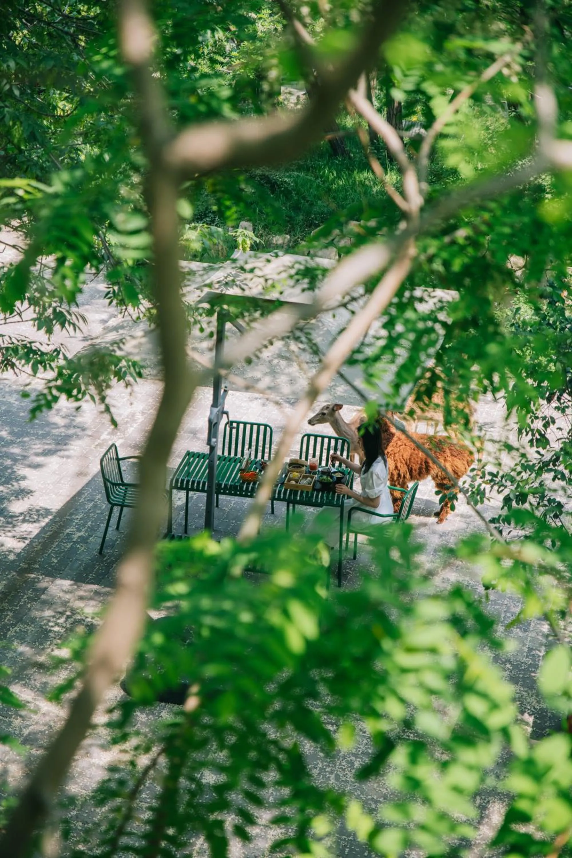 Day in Zhi Resort Beijing&Peafowl Garden&Breakfast with Deer&Private Hot Spring&50 Meter Swimming Pool&Free Coffee&Close to Olympic Forest Park