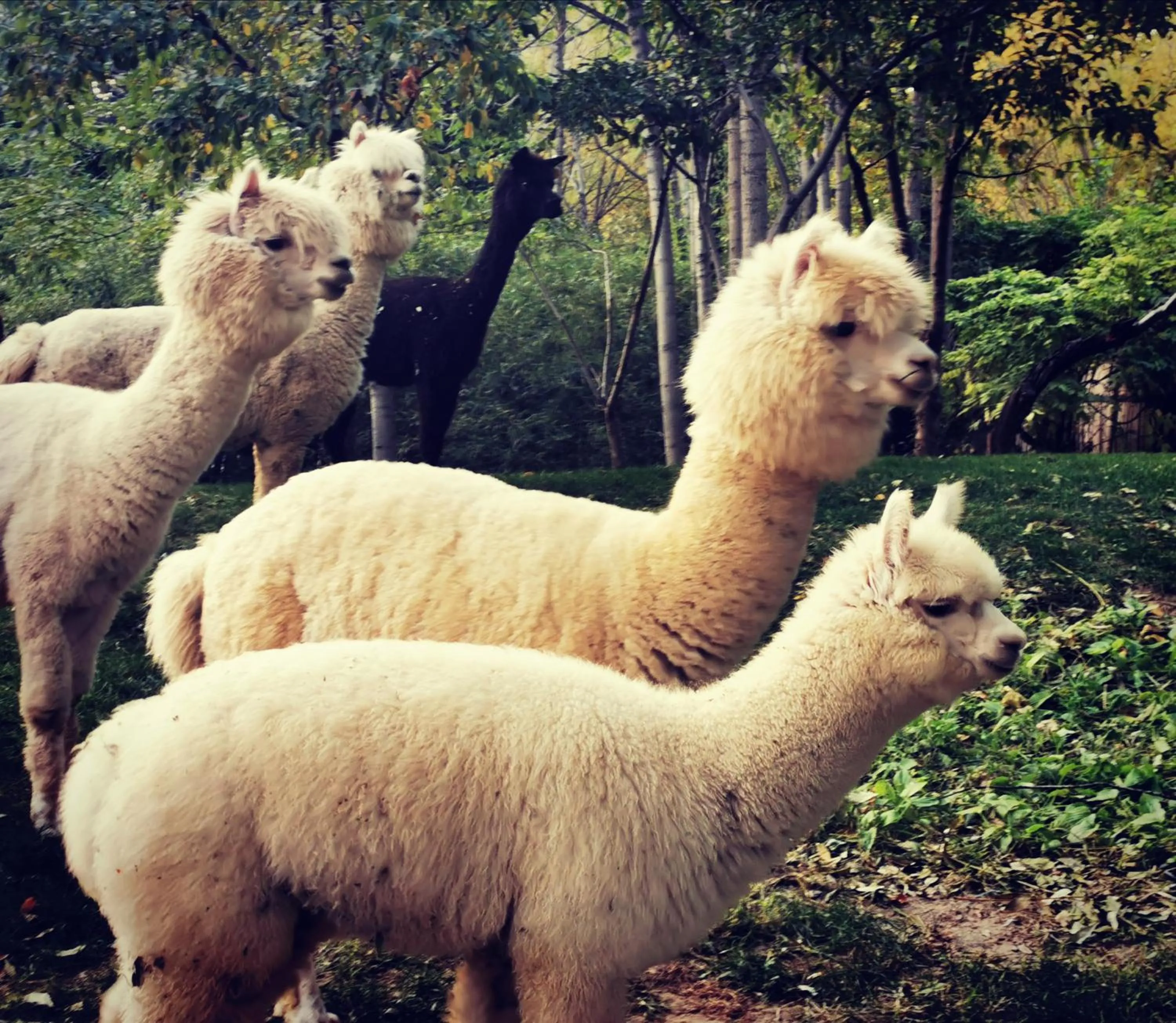 Day in Zhi Resort Beijing&Peafowl Garden&Breakfast with Deer&Private Hot Spring&50 Meter Swimming Pool&Free Coffee&Close to Olympic Forest Park