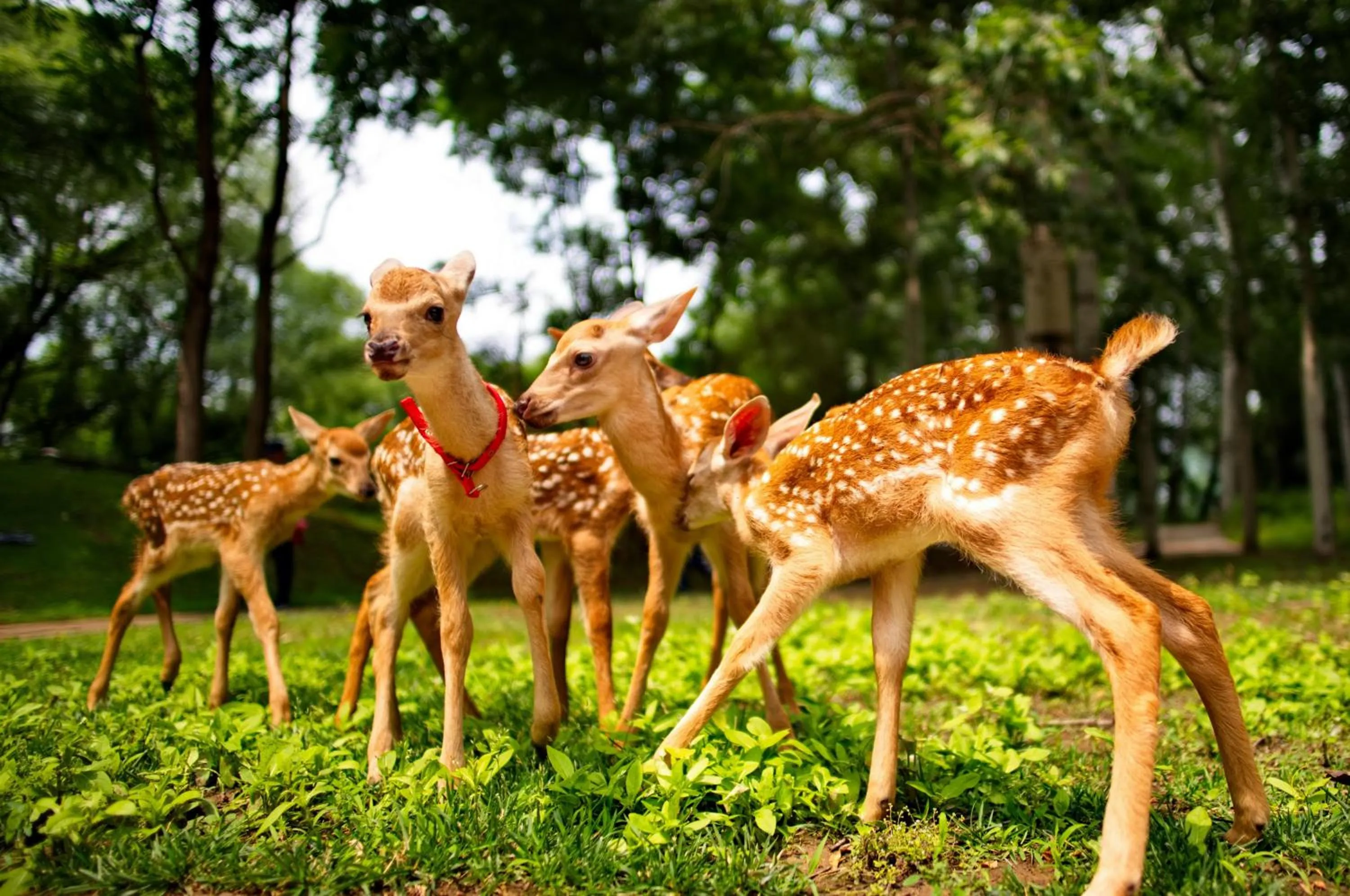 Day in Zhi Resort Beijing&Peafowl Garden&Breakfast with Deer&Private Hot Spring&50 Meter Swimming Pool&Free Coffee&Close to Olympic Forest Park