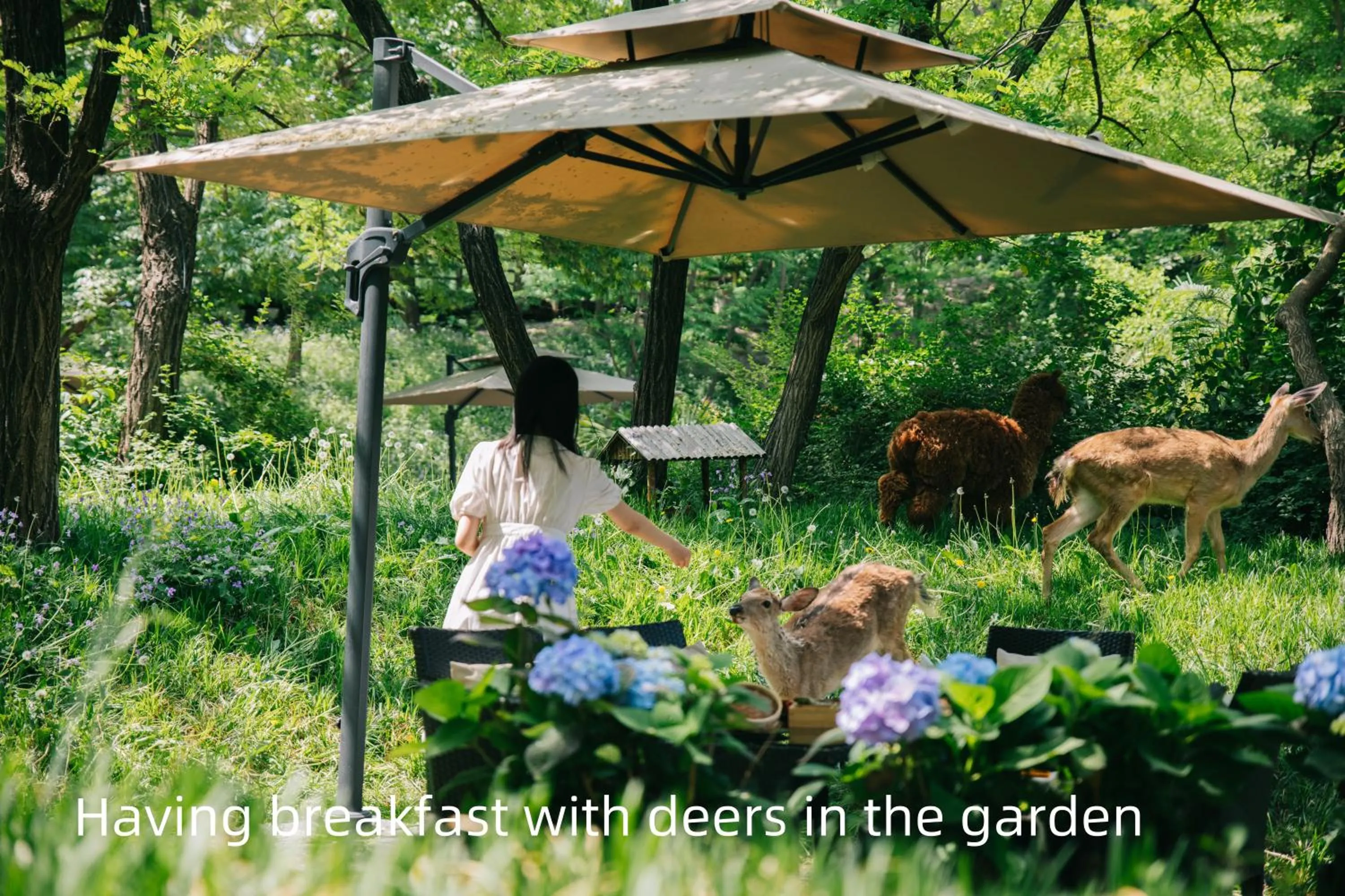 Day in Zhi Resort Beijing&Peafowl Garden&Breakfast with Deer&Private Hot Spring&50 Meter Swimming Pool&Free Coffee&Close to Olympic Forest Park