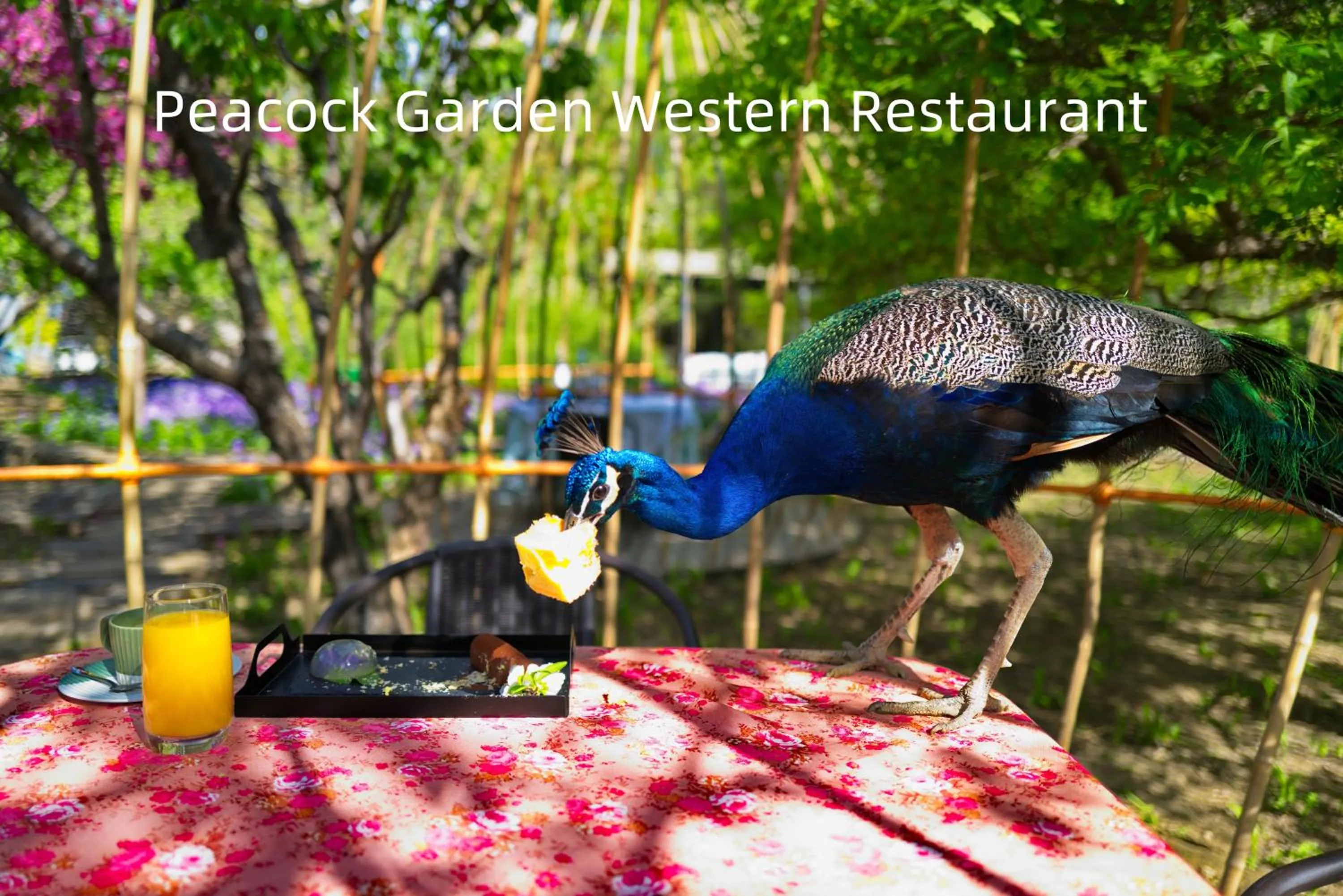 Spring in Zhi Resort Beijing&Peafowl Garden&Breakfast with Deer&Private Hot Spring&50 Meter Swimming Pool&Free Coffee&Close to Olympic Forest Park