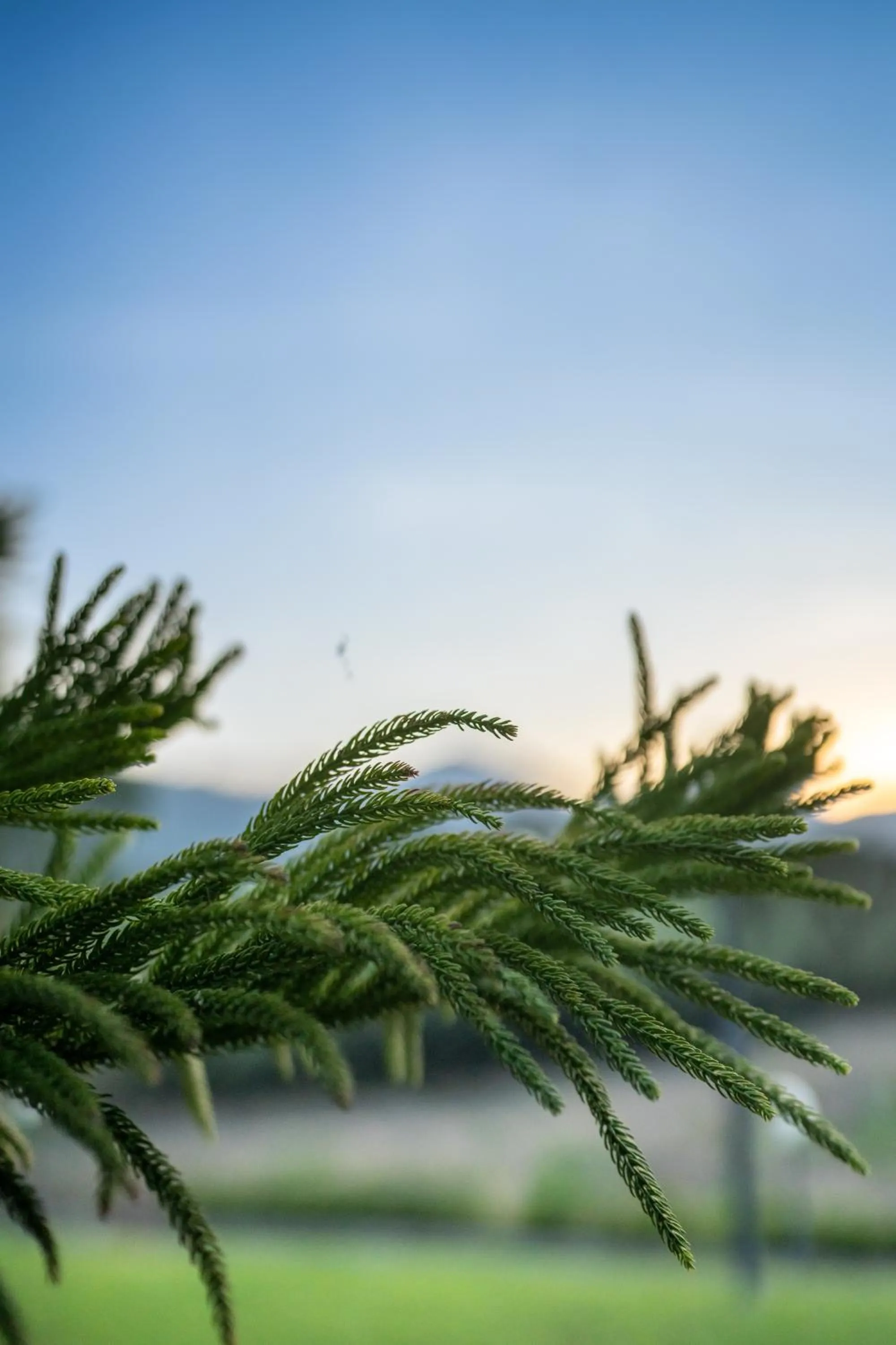 Garden in Thara Dara Khaoyai