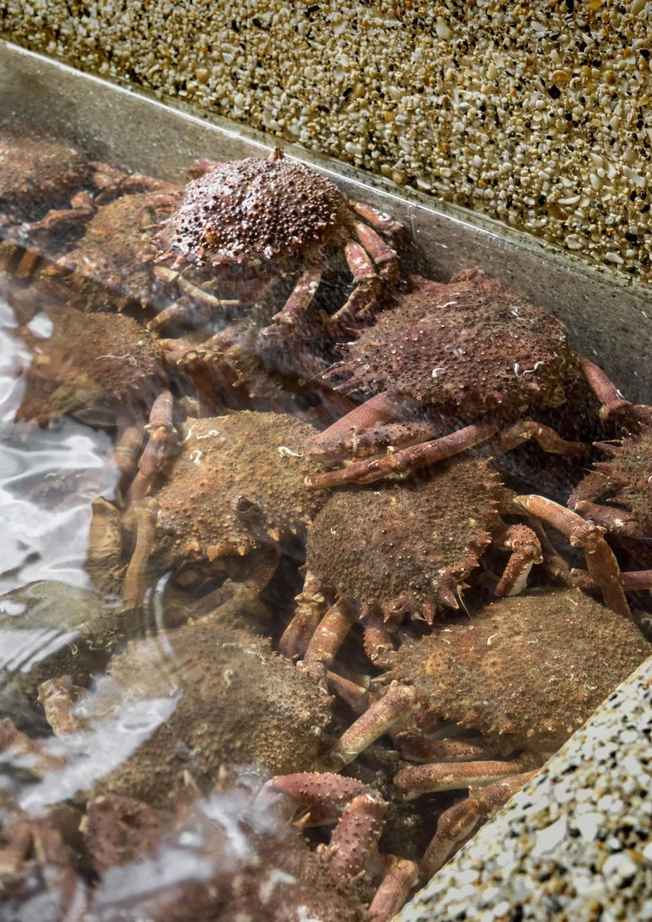 Food in La Sultana Oualidia