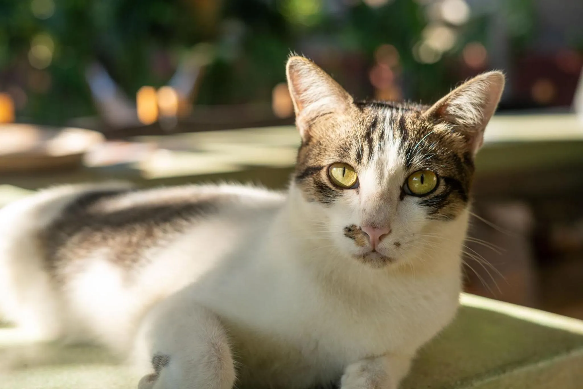 The Barefoot Blondie Village