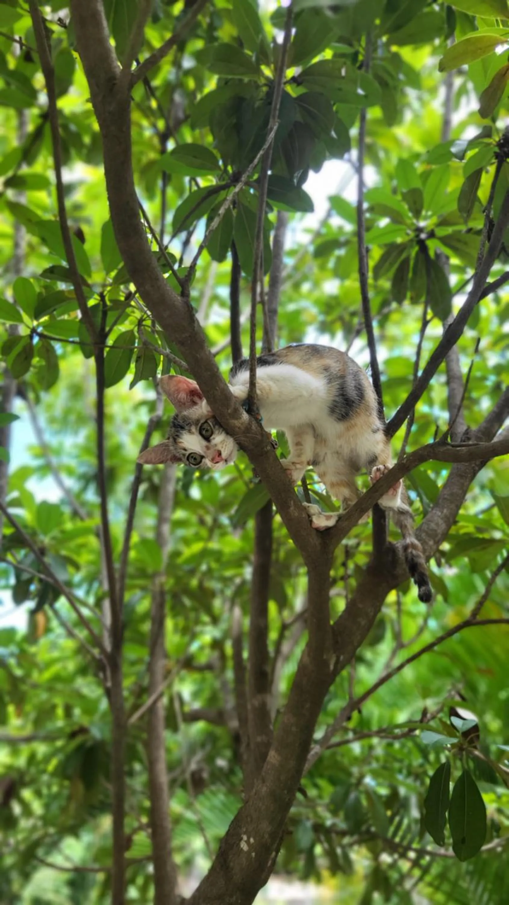 Day in The Barefoot Blondie Village