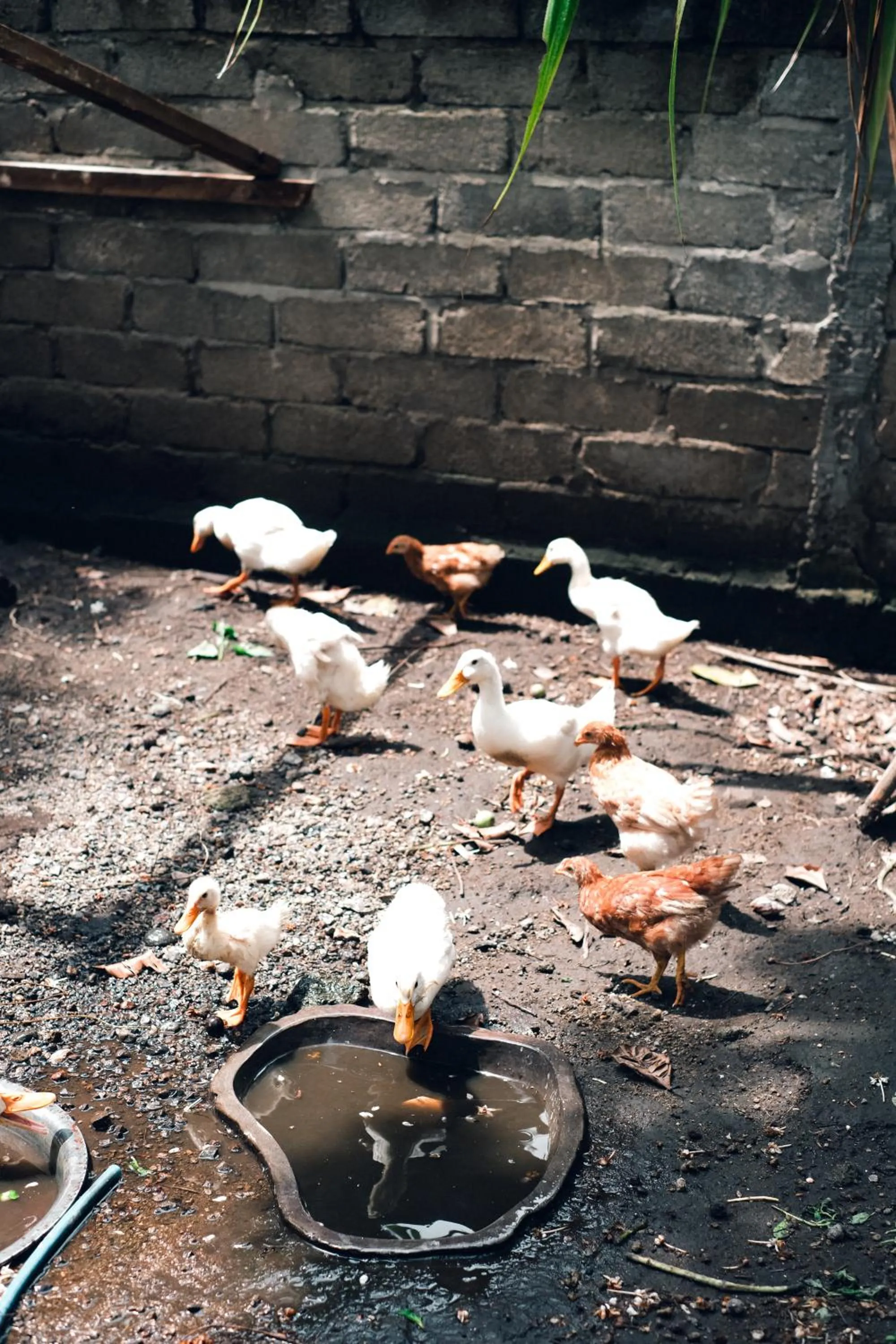 The Barefoot Blondie Village