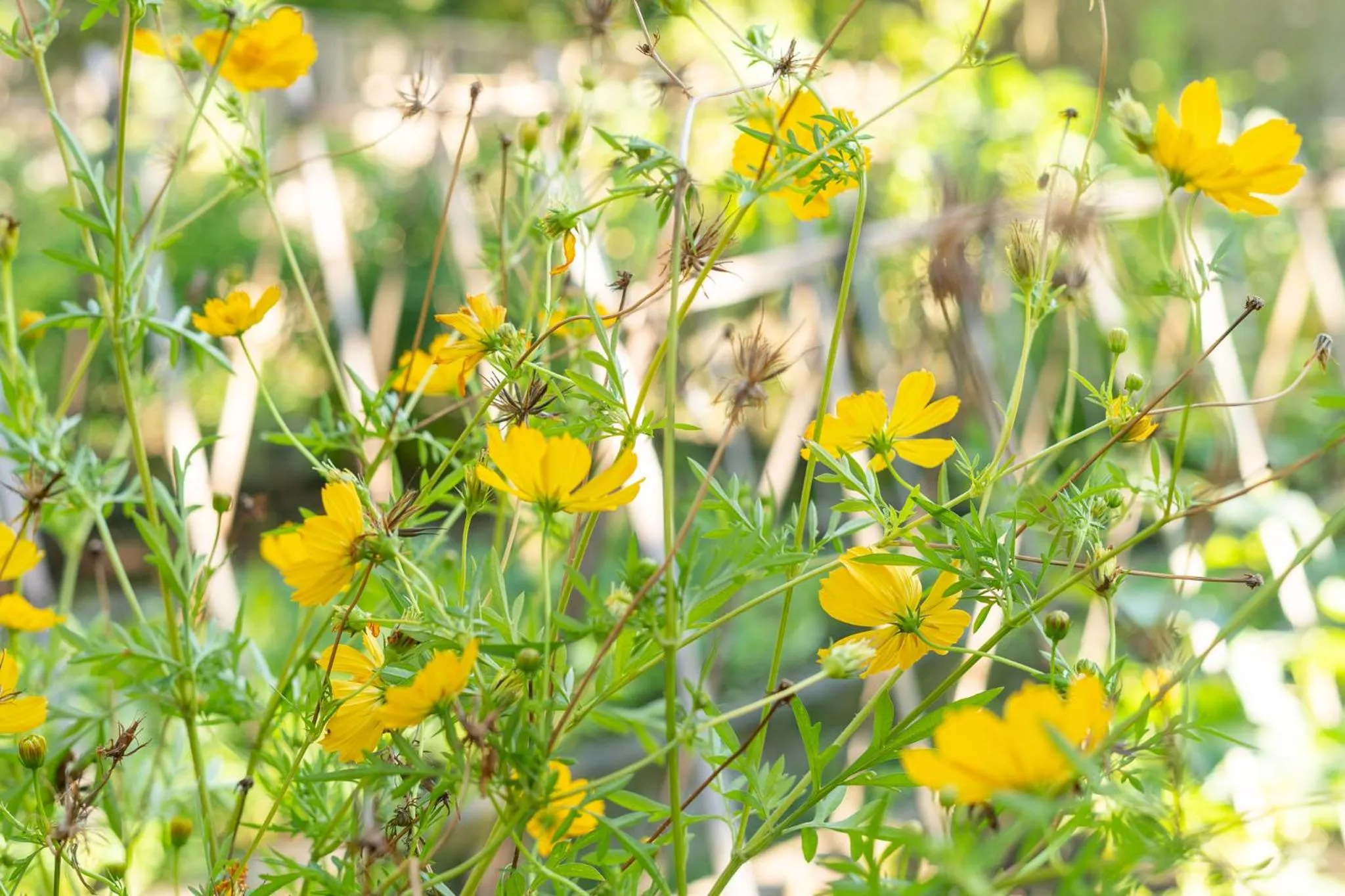 The Barefoot Blondie Village