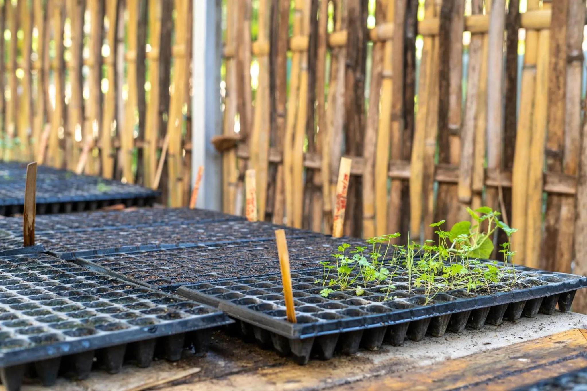 The Barefoot Blondie Village
