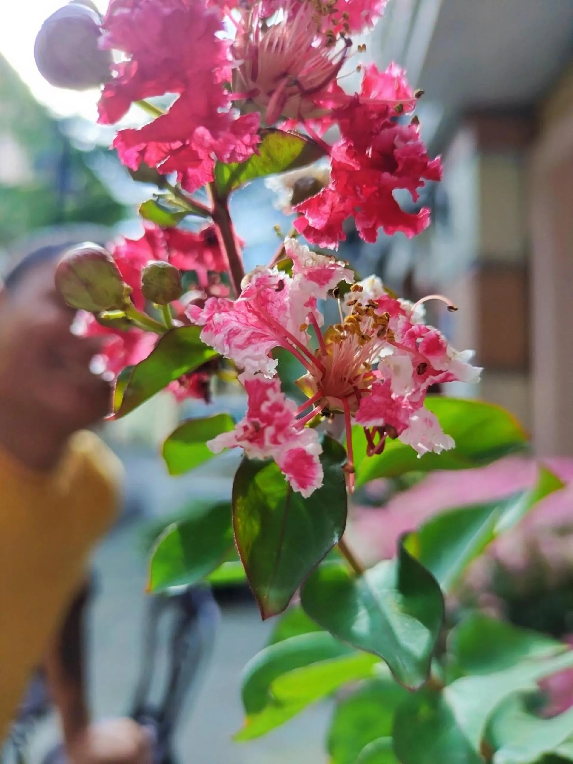 Sea Sunset Hotel Phu Quoc - Welcome to a mixing world of friends