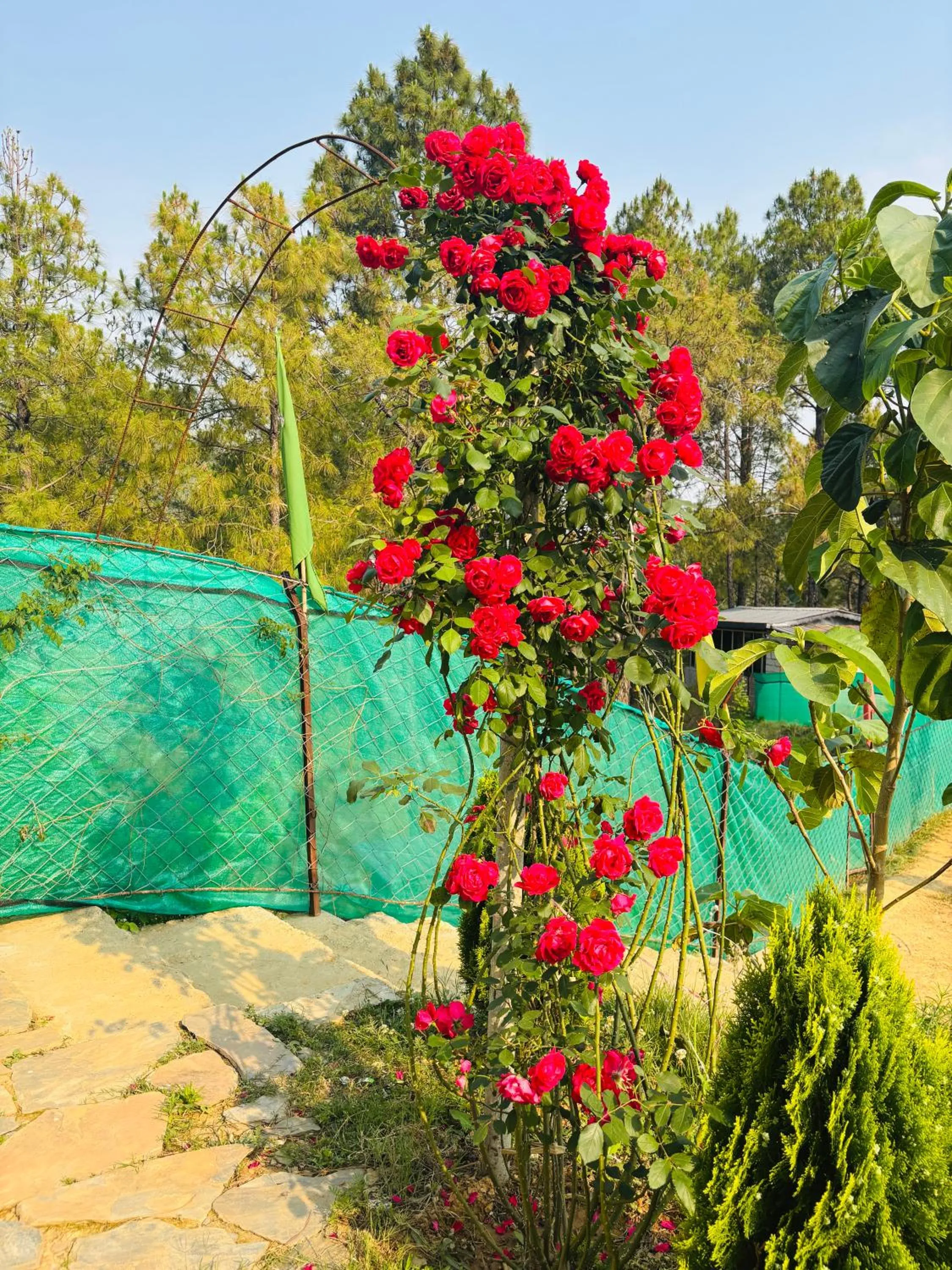 Lap Of Himalayas Resort