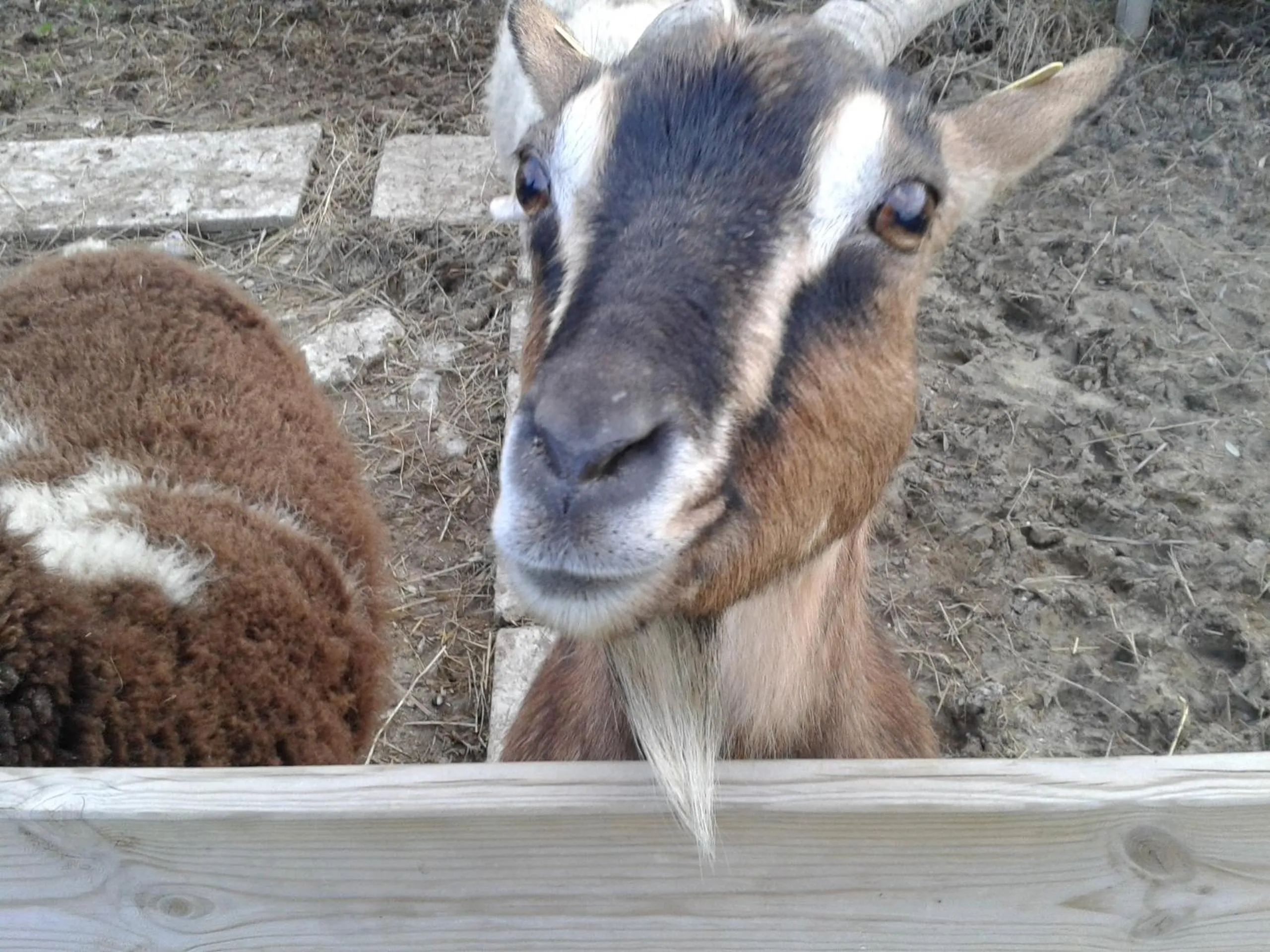 Animals in Garden Village San Marino