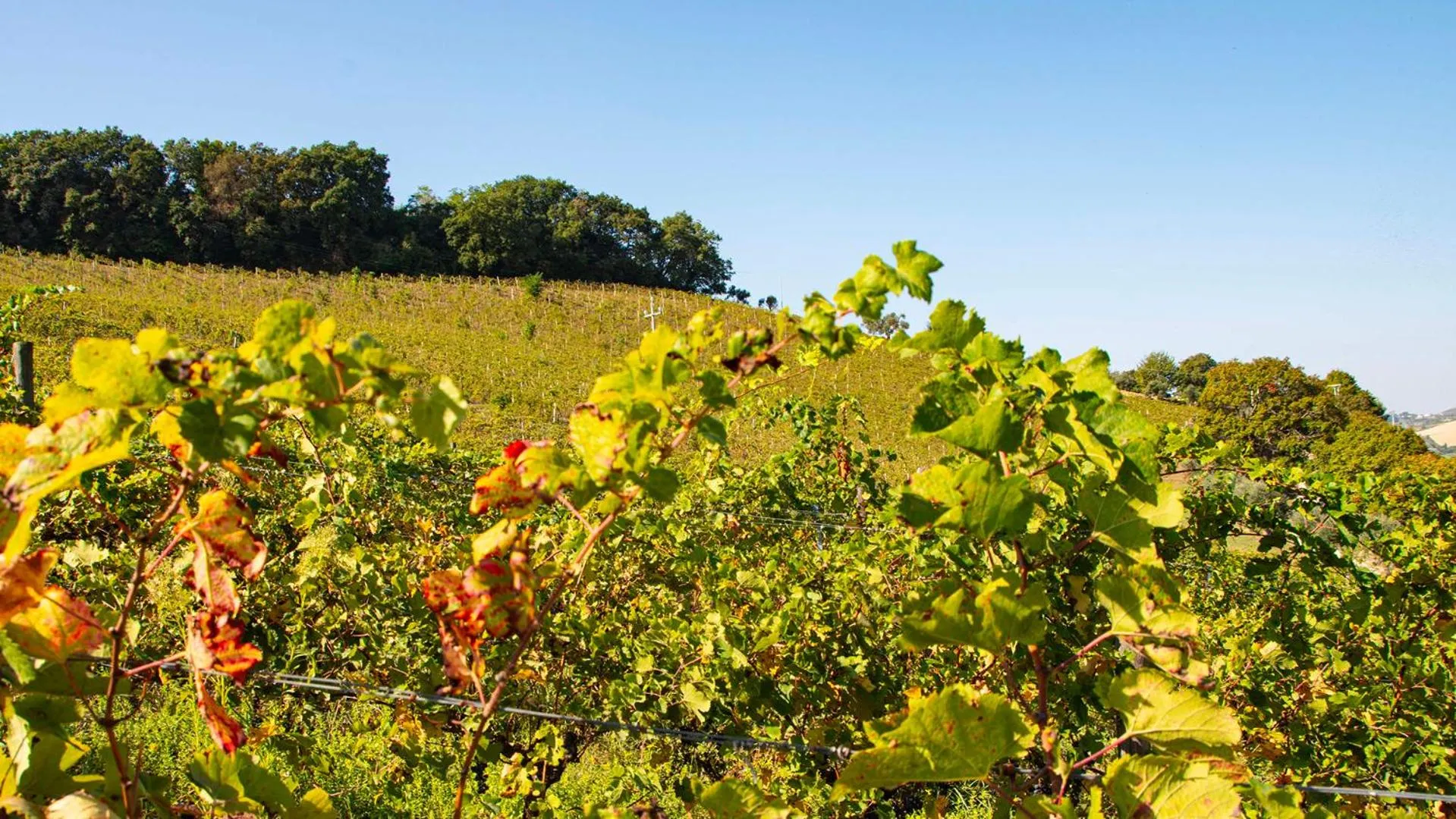 Landmark view in Colle Serrano Relais & SPA