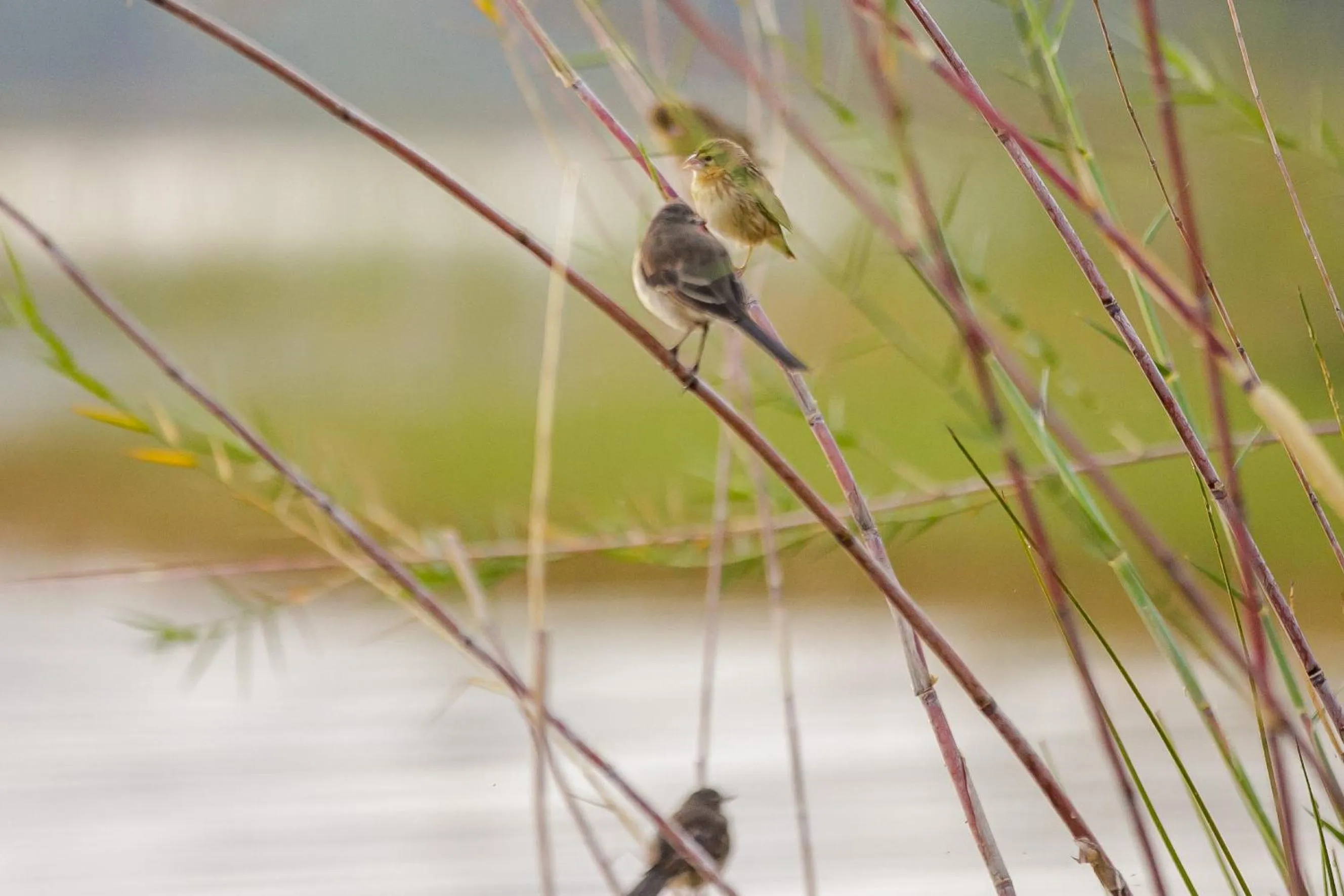 Natural landscape in Maravilla Kivu Eco Resort