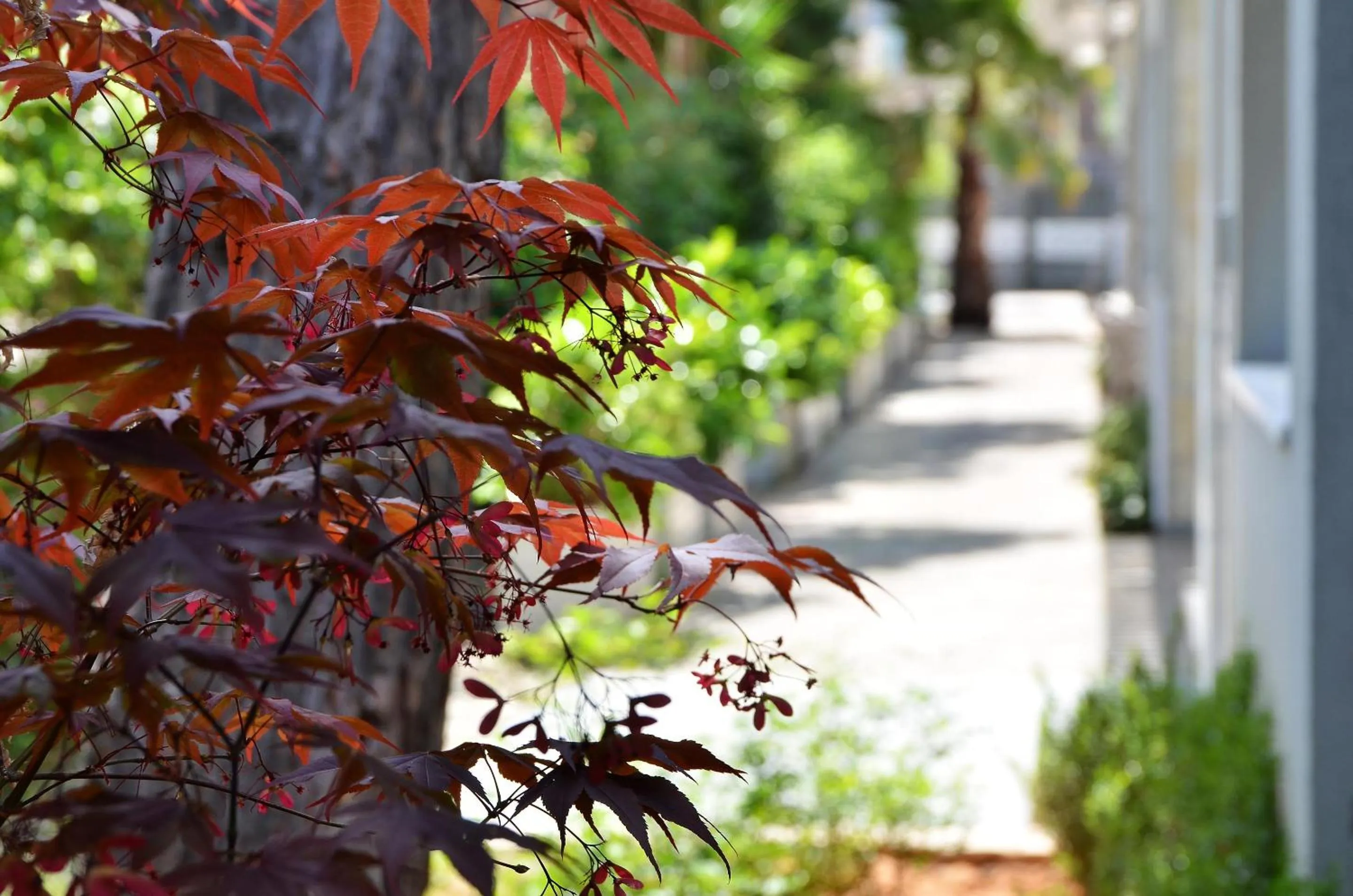 Spring in Alekos Luxury Suites - Free 24hr Transformation From To Airport