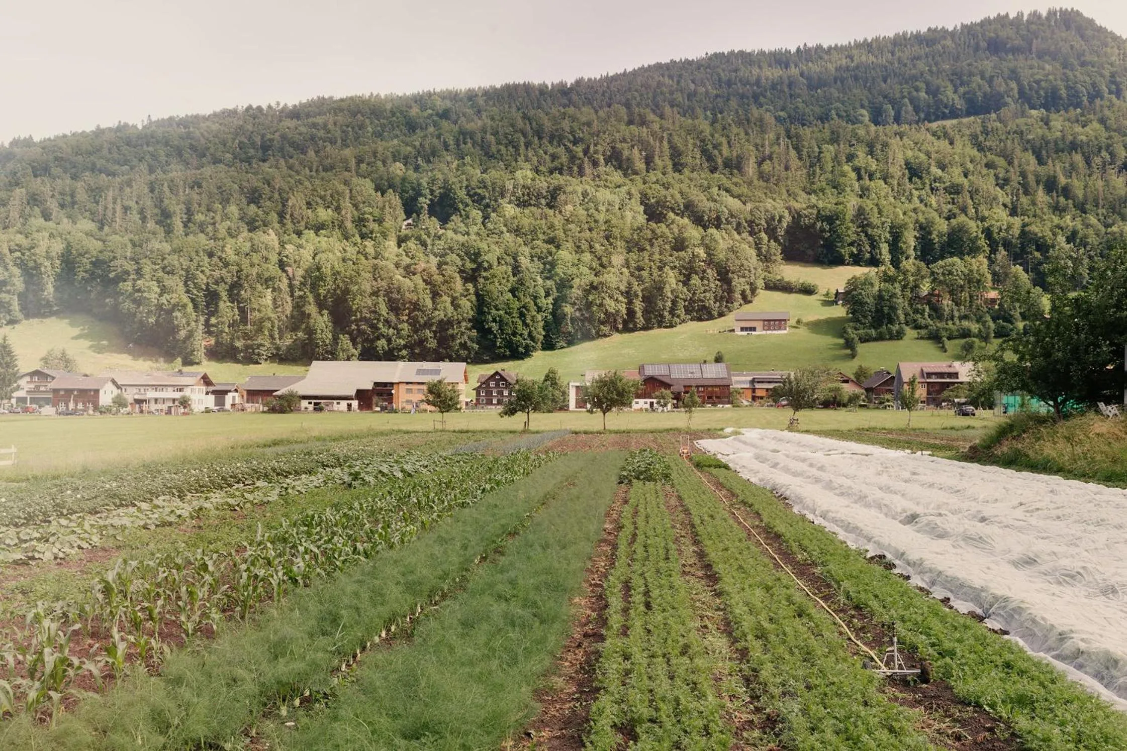 Natural landscape in Hotel Post Bezau