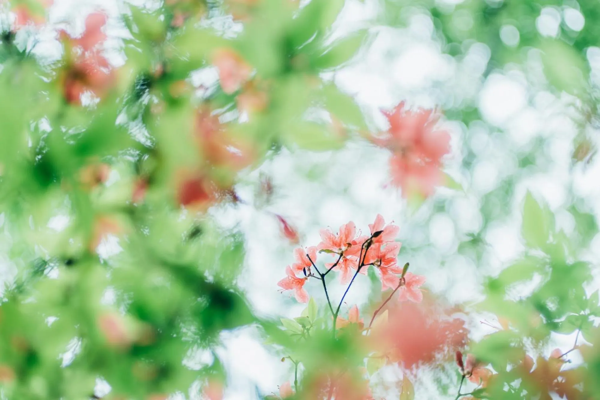 Spring in RITA Gosemachi