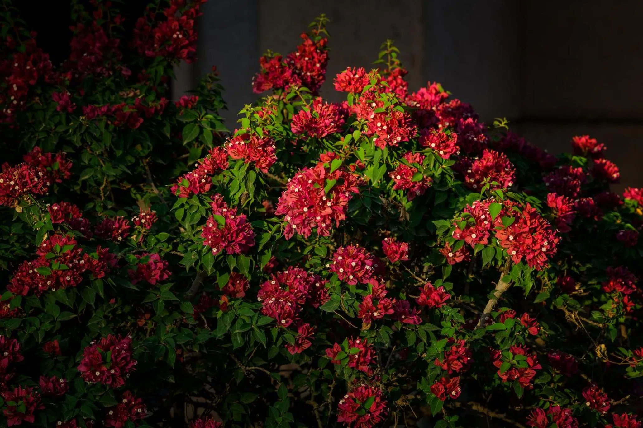 Spring in Villa Al Assala Palmeraie