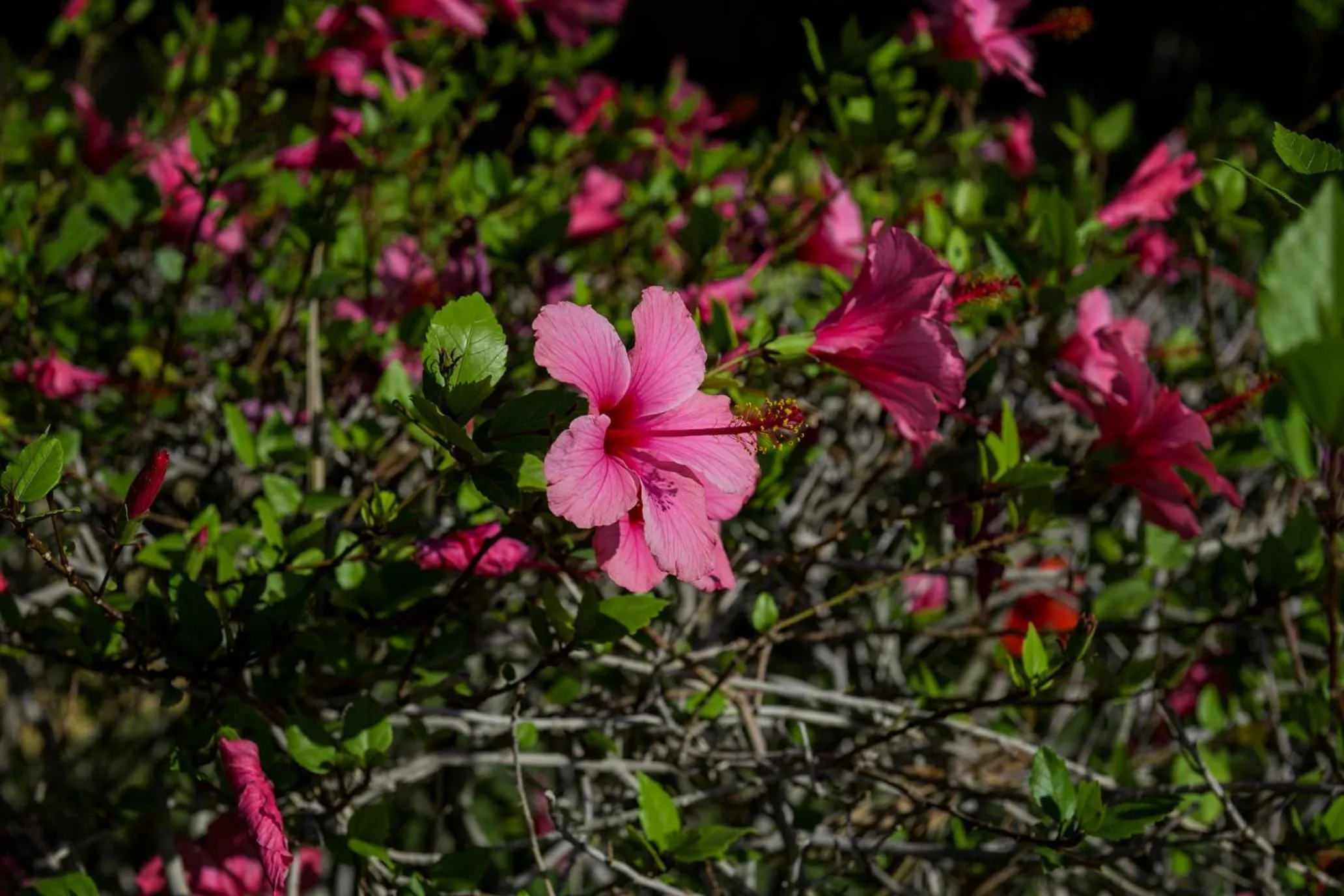 Spring in Villa Al Assala Palmeraie