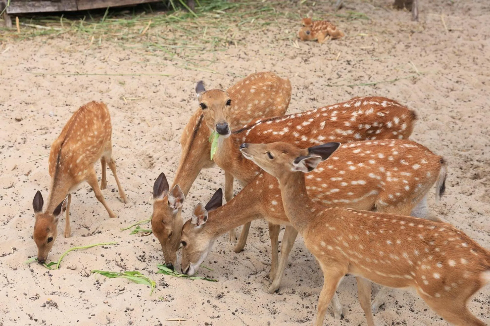 Activities in TTC Van Phong Bay Resort - Himalaya Sauna & Steam Retreat Included