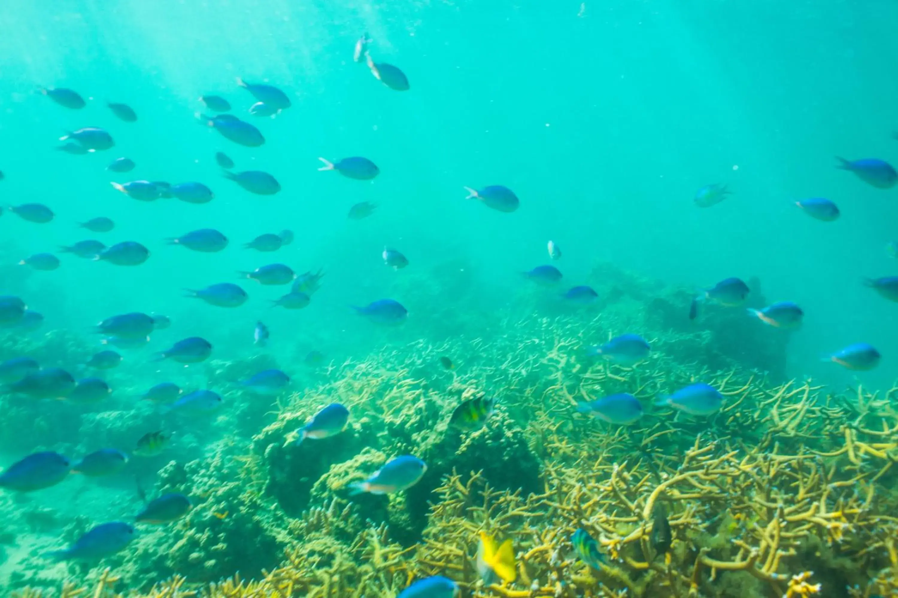 Sea view in Plantation Island Resort Sea view in Plantation Island Resort