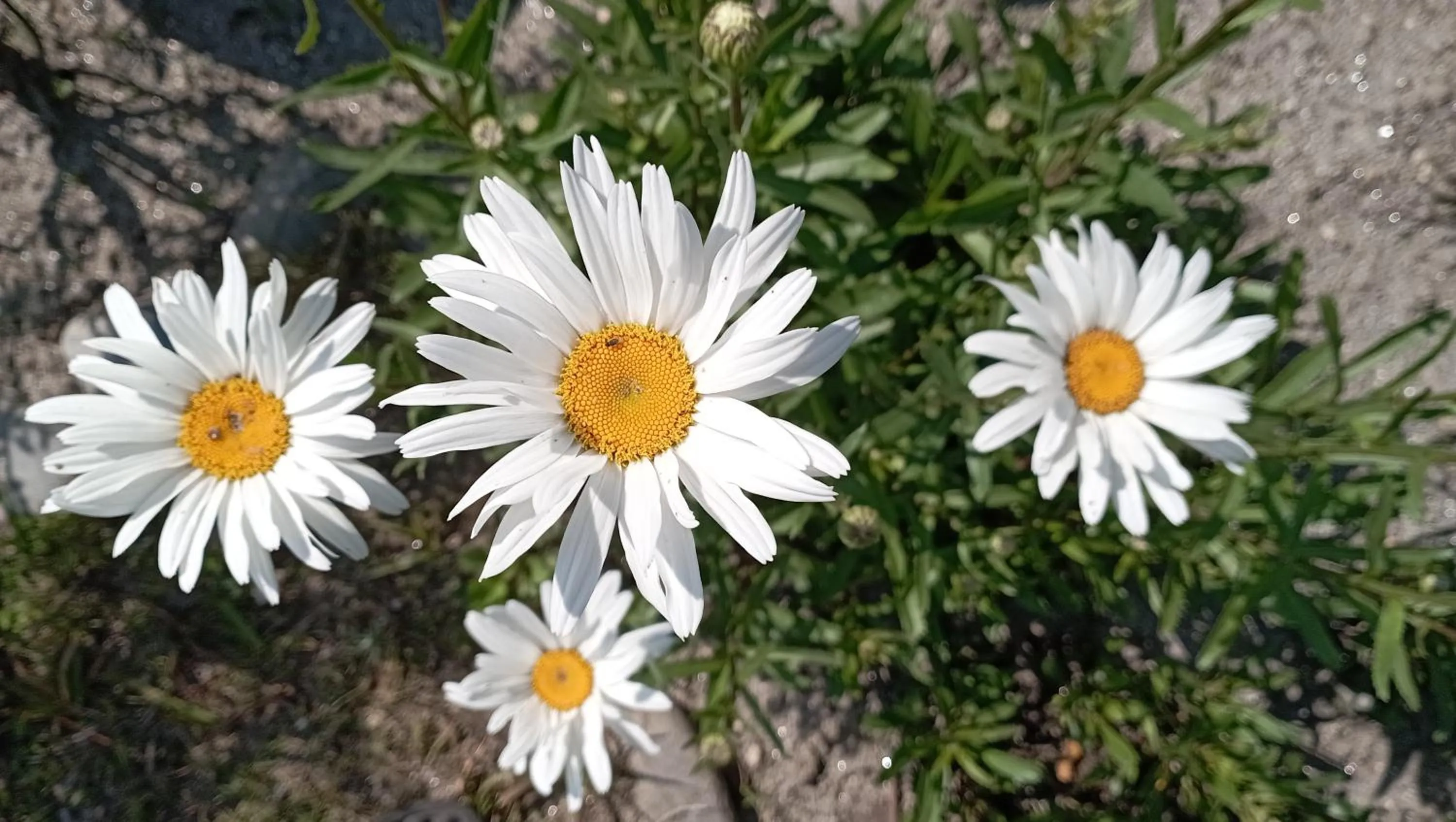 Garden in Hotell Hill Crown