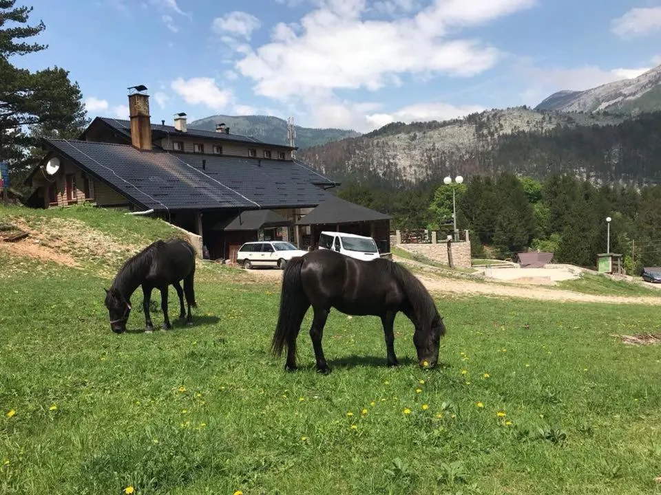 Animals in Hotel Snjezna kuca - Nature Park of Bosnia Herzegovina
