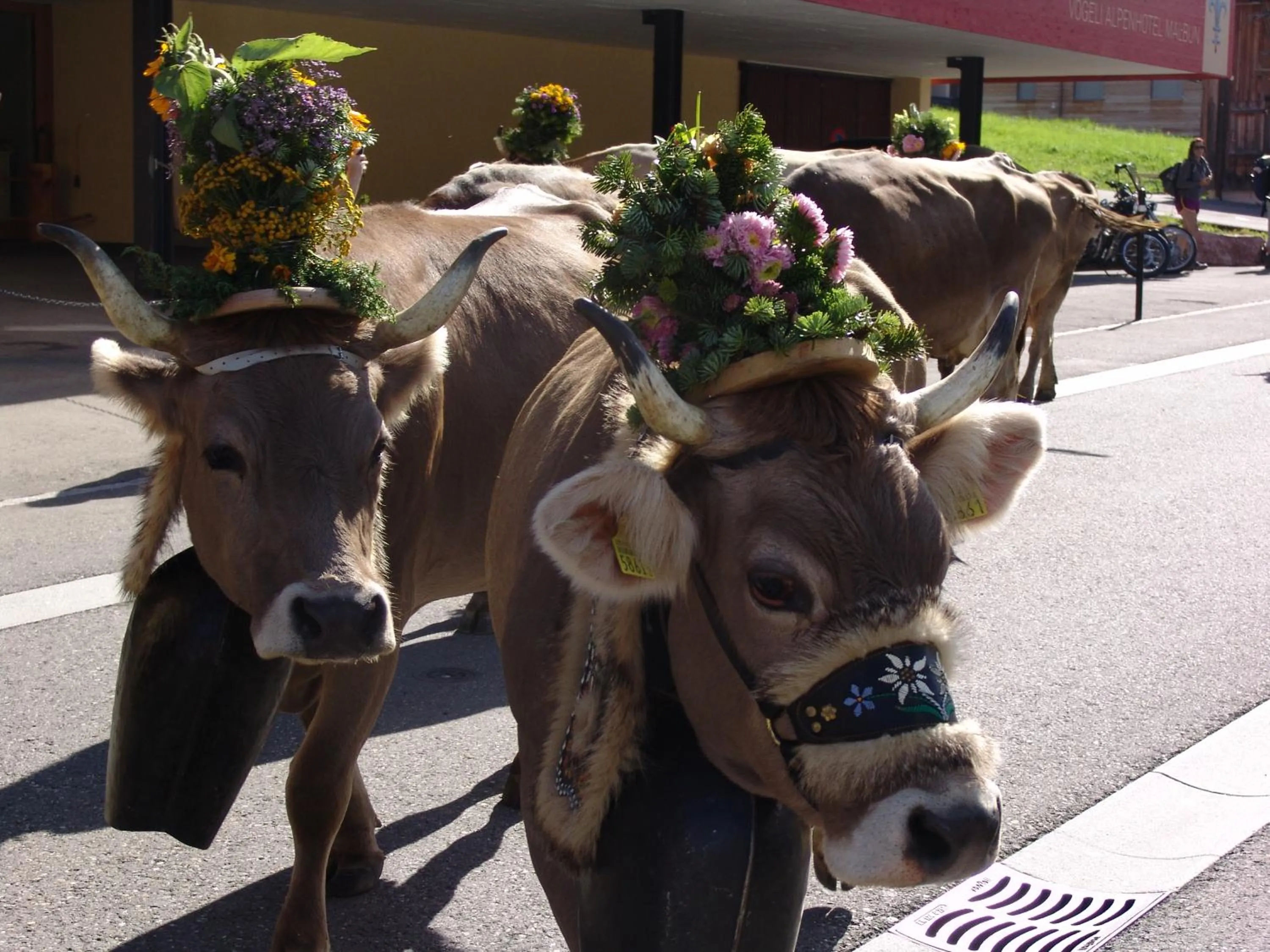 Animals in Hotel Falknerei Galina