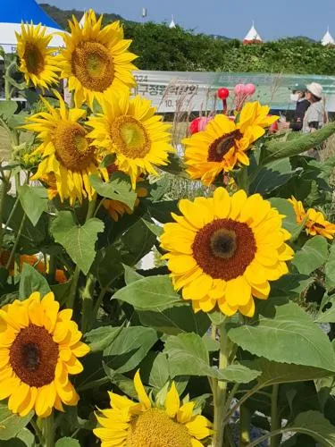 Cozy Place near Kyeongbuk university