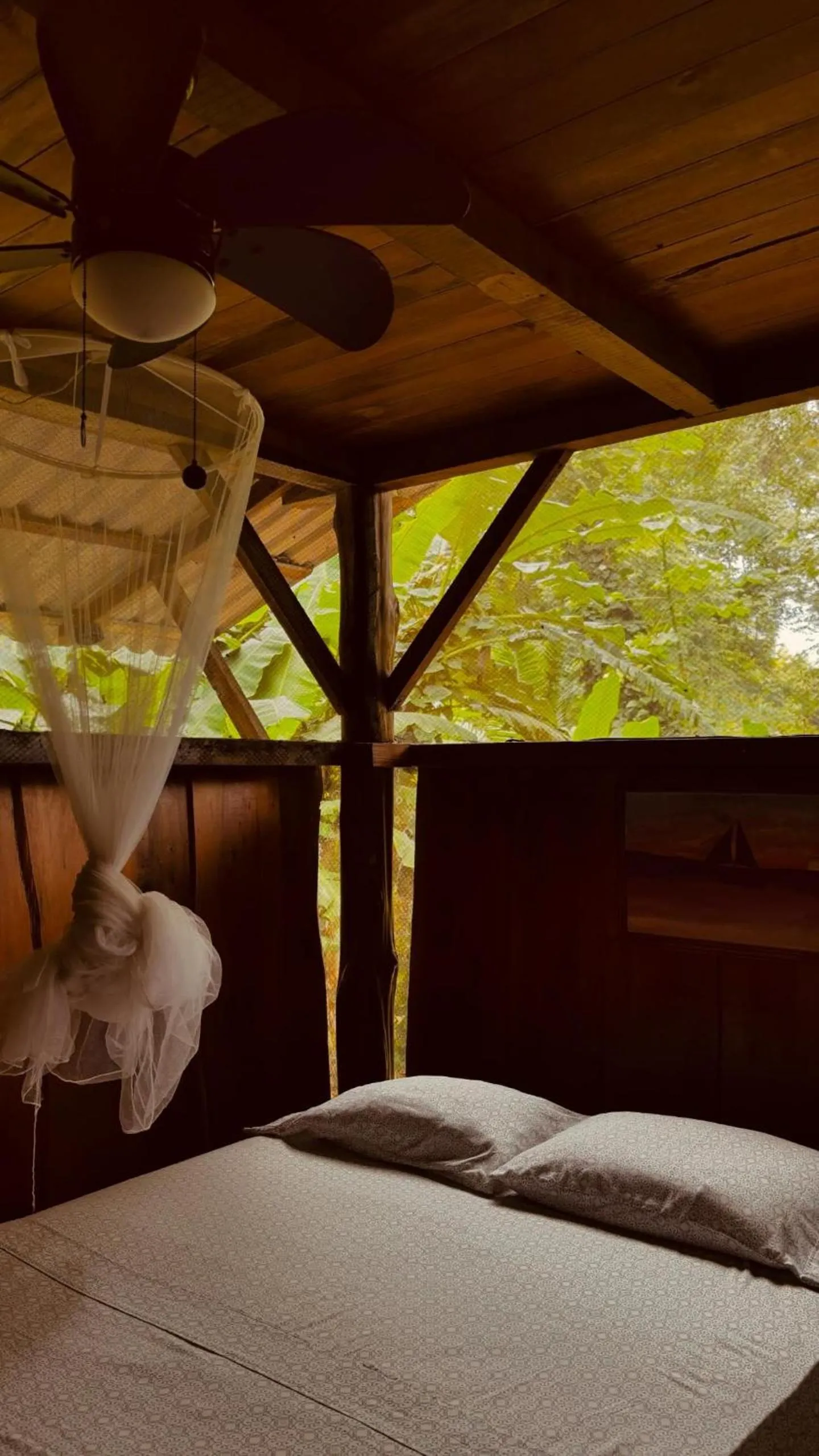 Bed in Flutterby House Hostel