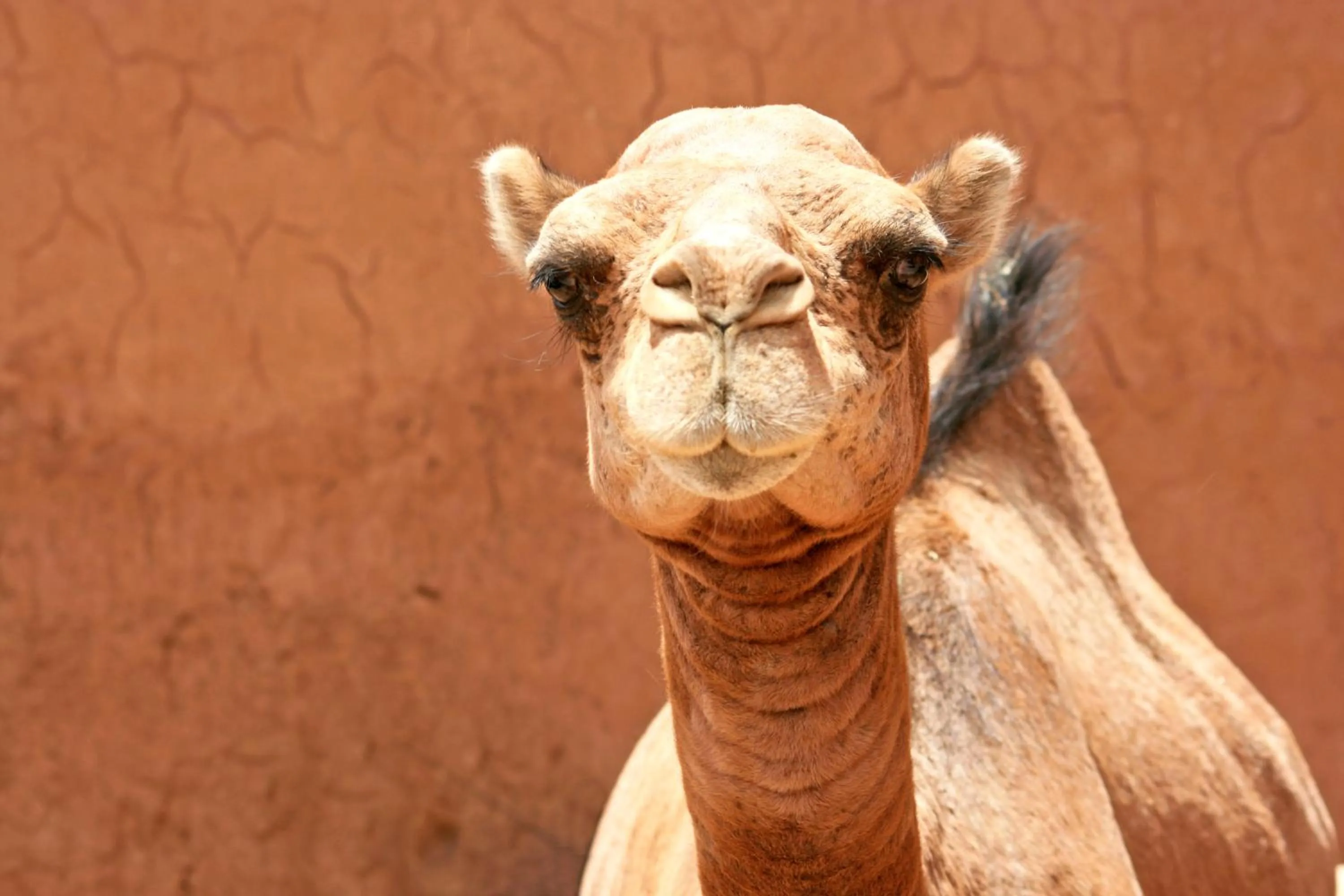 Other in Chez Le Pacha - Authentic Sahara Hotel Mhamid