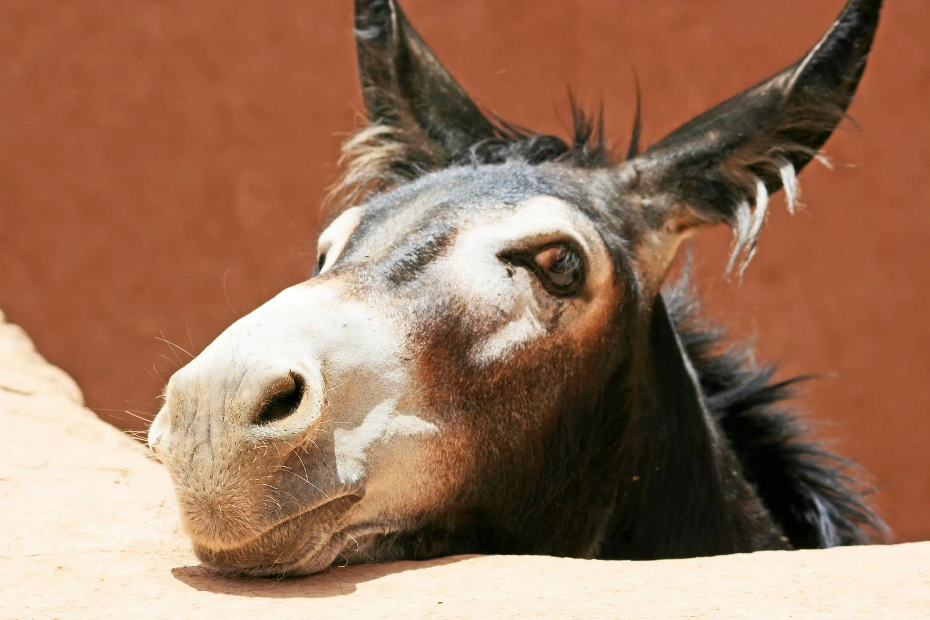 Other in Chez Le Pacha - Authentic Sahara Hotel Mhamid