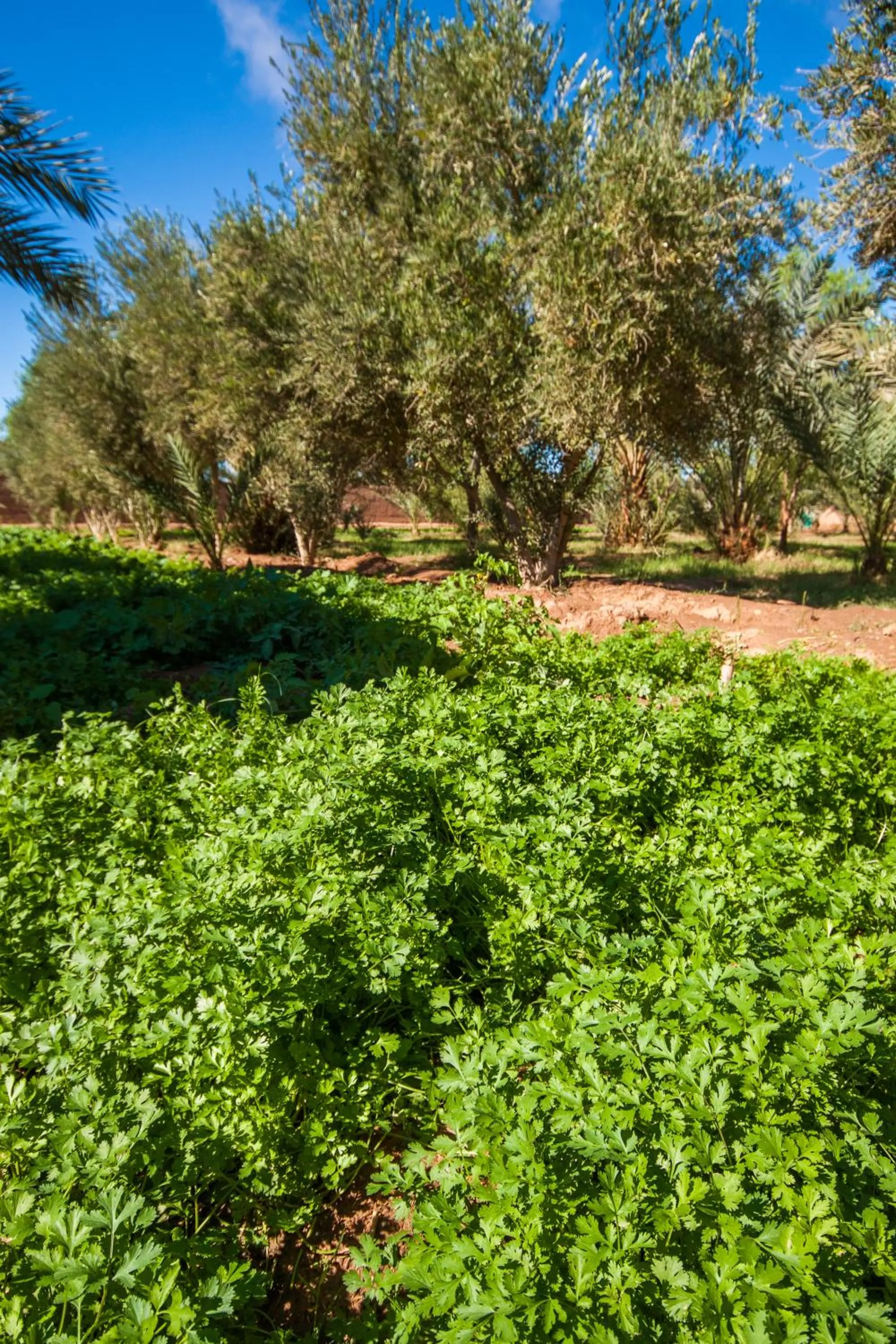 Natural landscape in Chez Le Pacha - Authentic Sahara Hotel Mhamid