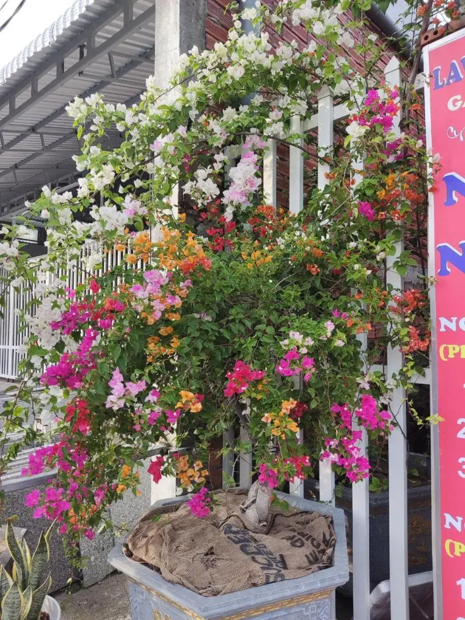 Nhà Nghỉ Vườn Oải Hương LAVENDER GARDEN GUEST HOUSE Nhà Nghỉ Vườn Oải Hương LAVENDER GARDEN GUEST HOUSE