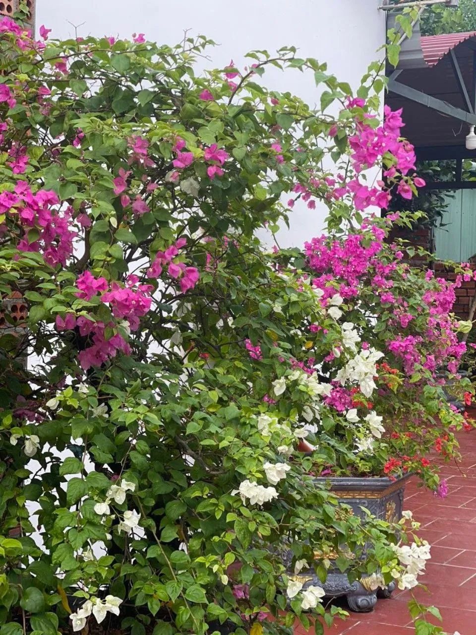 Property building in Nhà Nghỉ Vườn Oải Hương LAVENDER GARDEN GUEST HOUSE