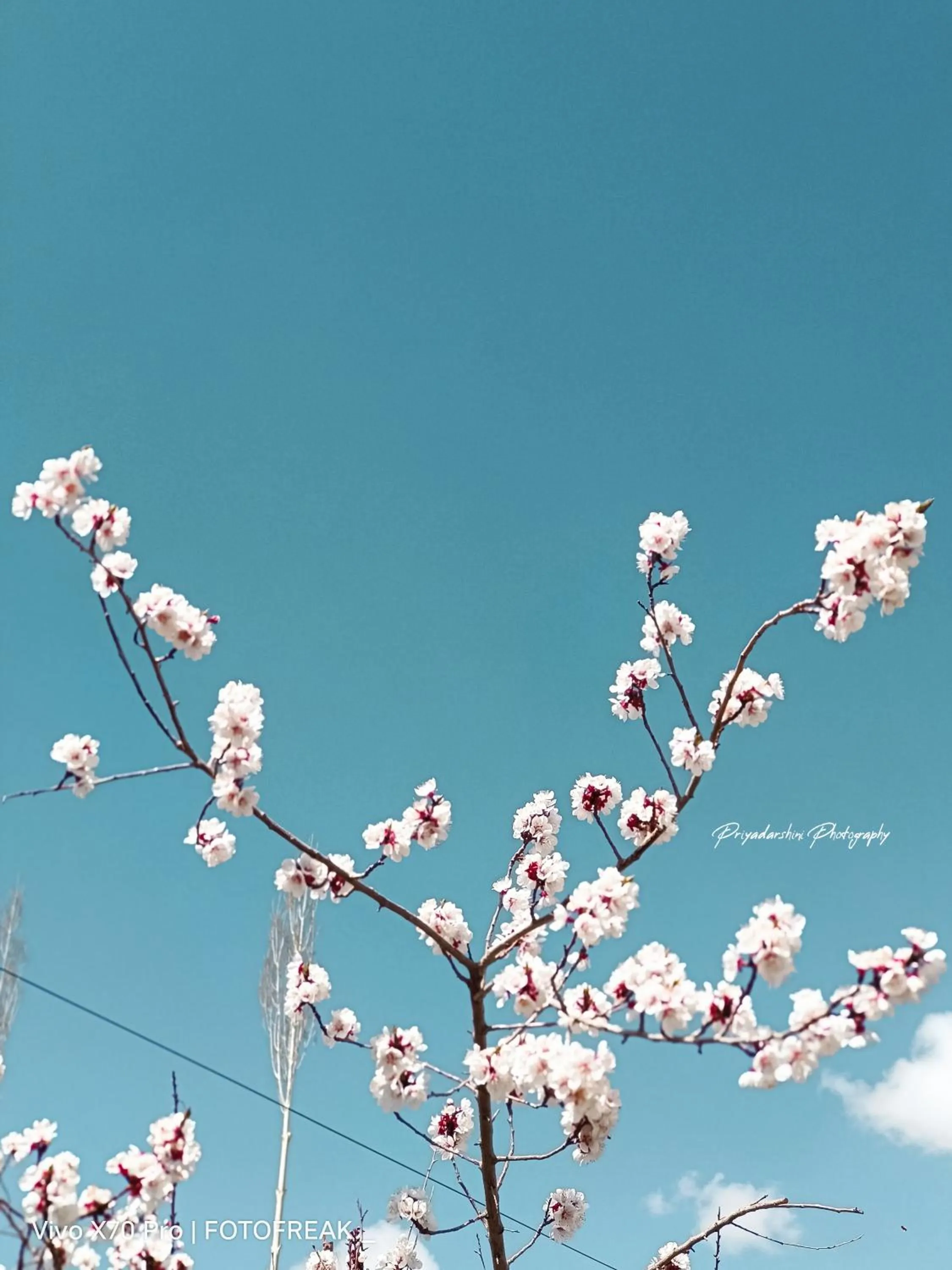 Garden view in Hotel Palam Hills