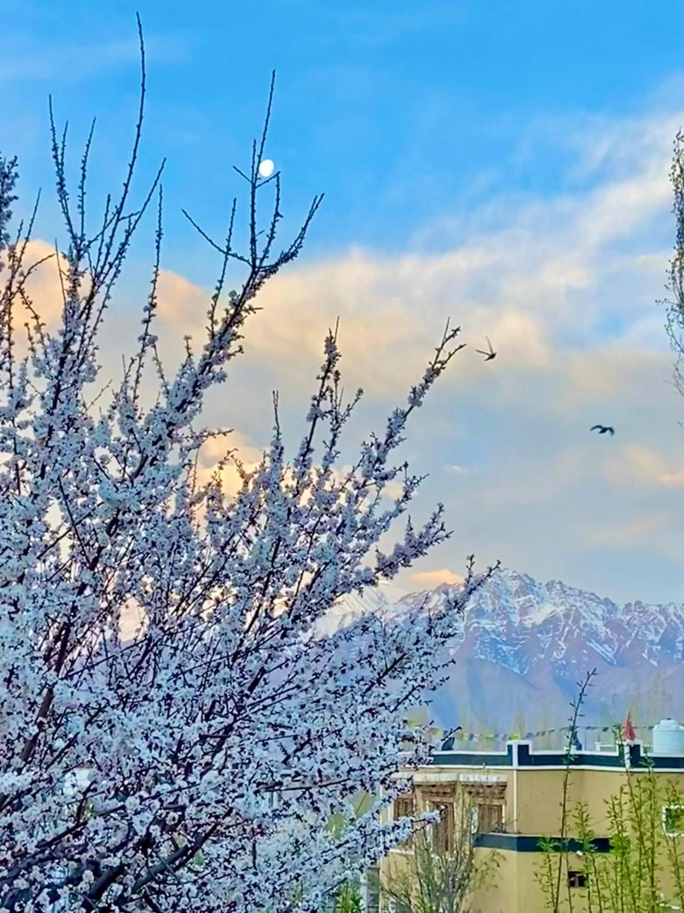 Natural landscape in Hotel Palam Hills