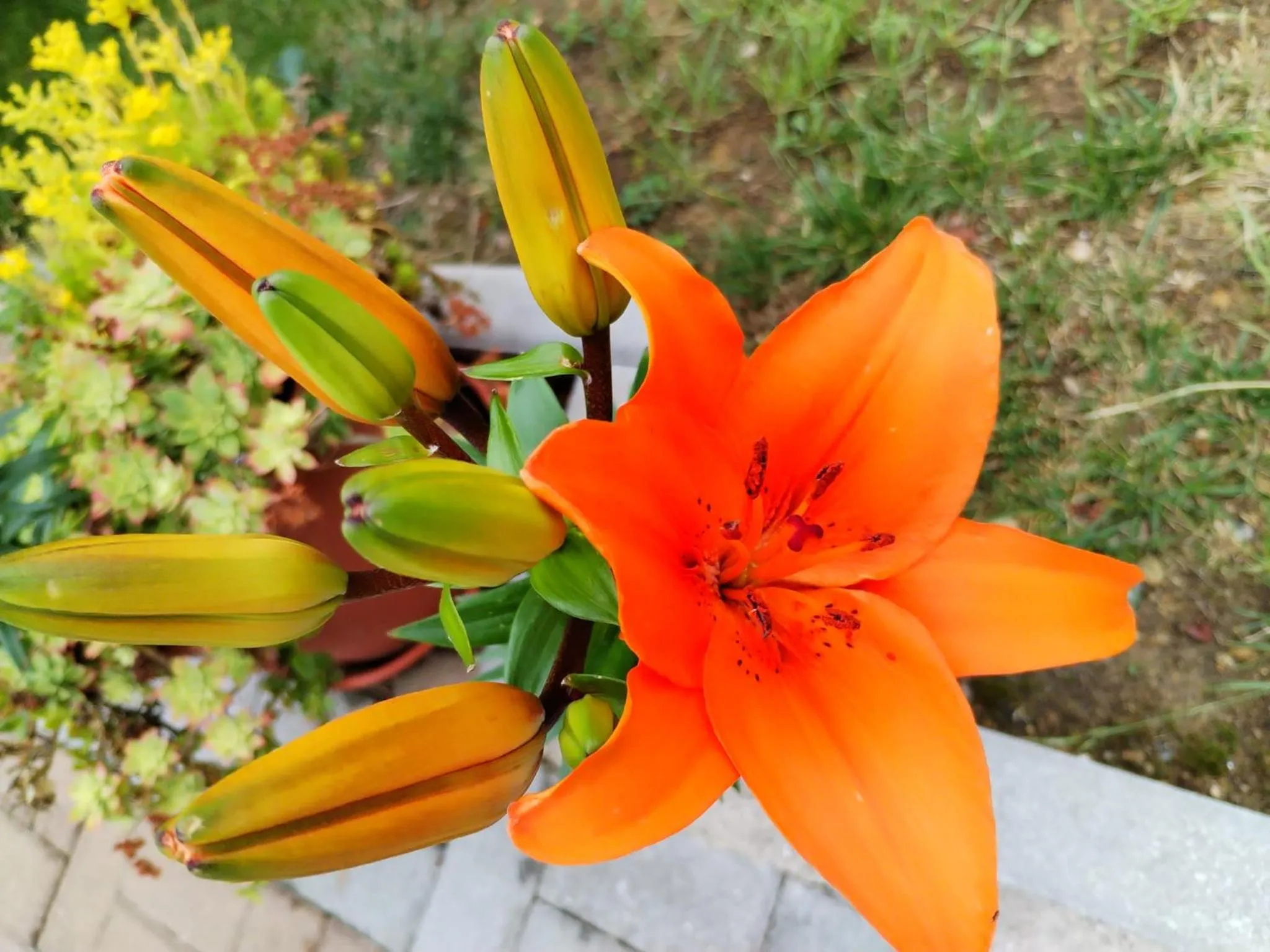 Spring in Quinta da Costinha