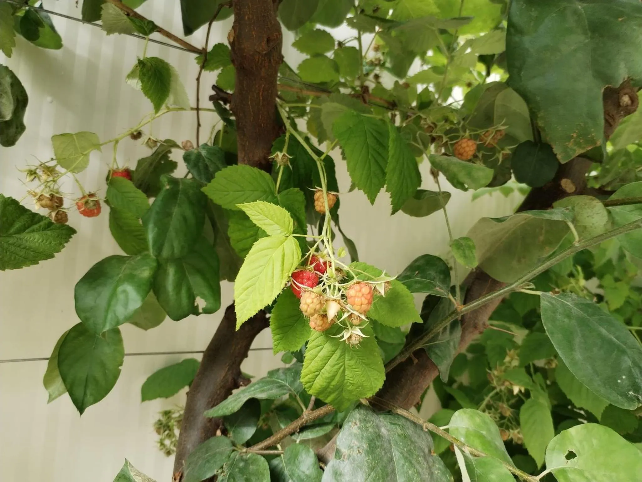 Garden view in Quinta da Costinha