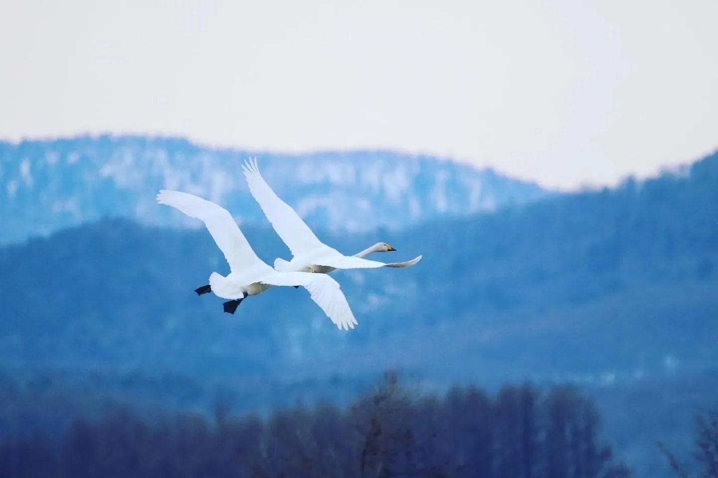 Spring in Chill Village