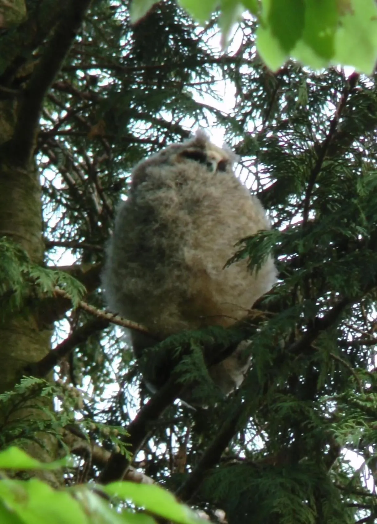 Day, Other Animals in Het Uilennest