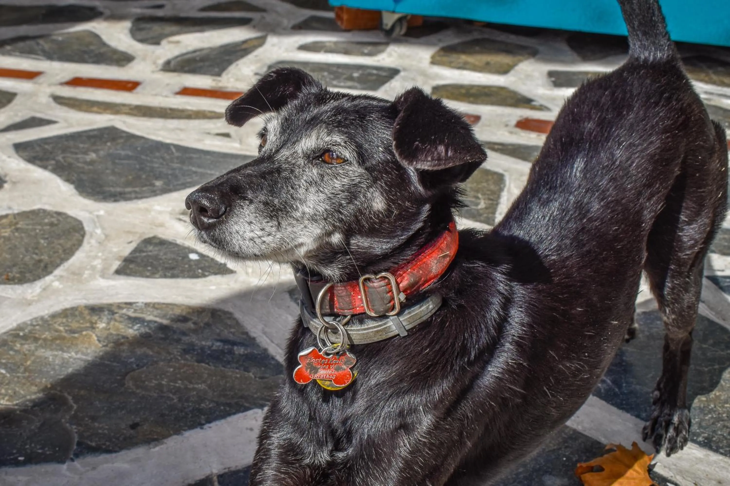 Pets in Koukias Village