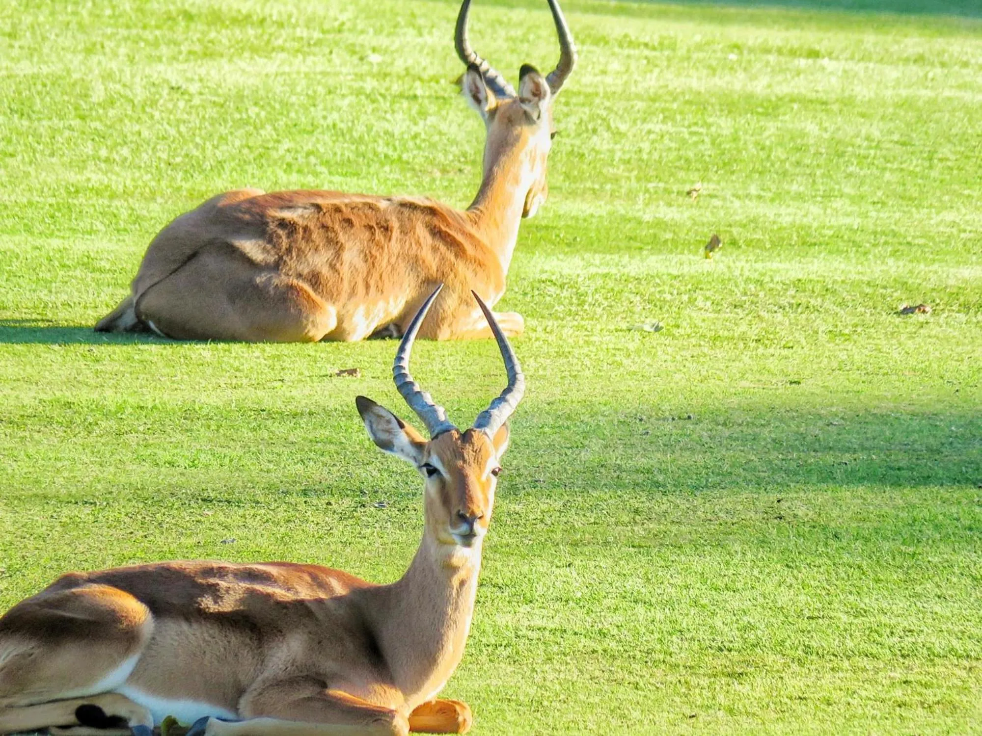 Animals in San Lameer Villa 1916 by Top Destinations Rentals