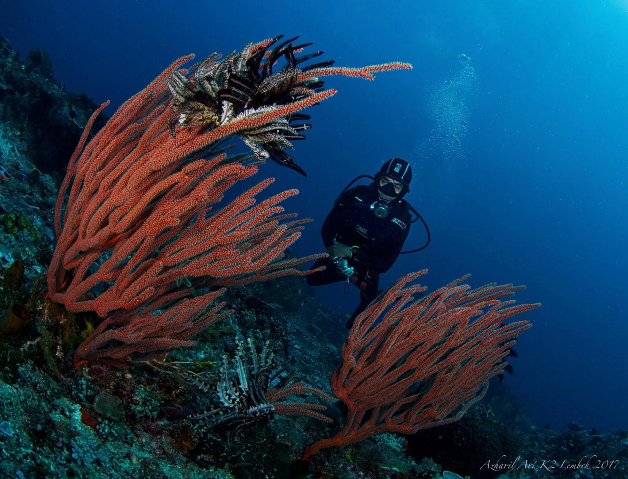 Diving in K2 Lembeh Dive Resort