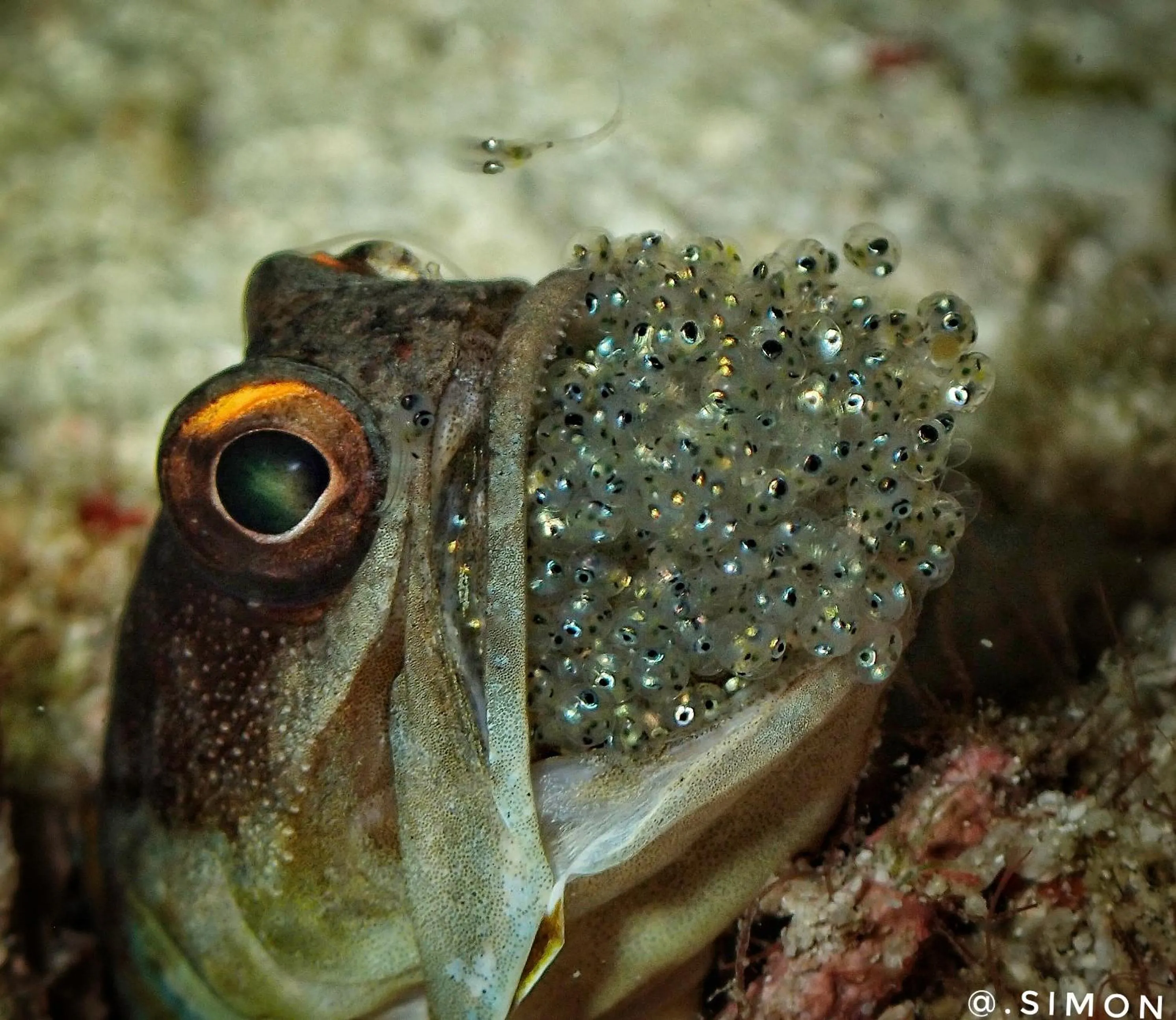 Animals in K2 Lembeh Dive Resort