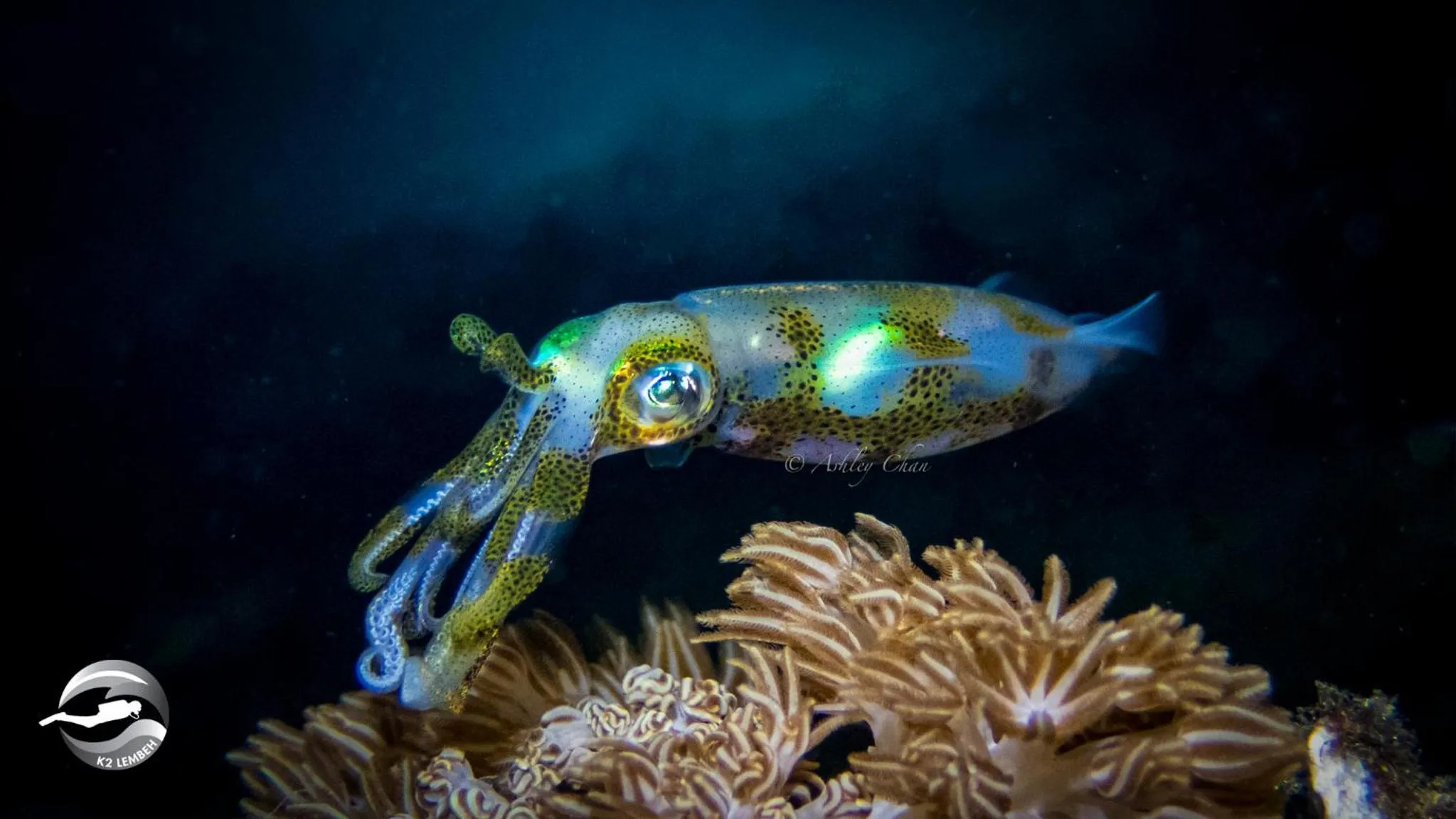 Diving in K2 Lembeh Dive Resort