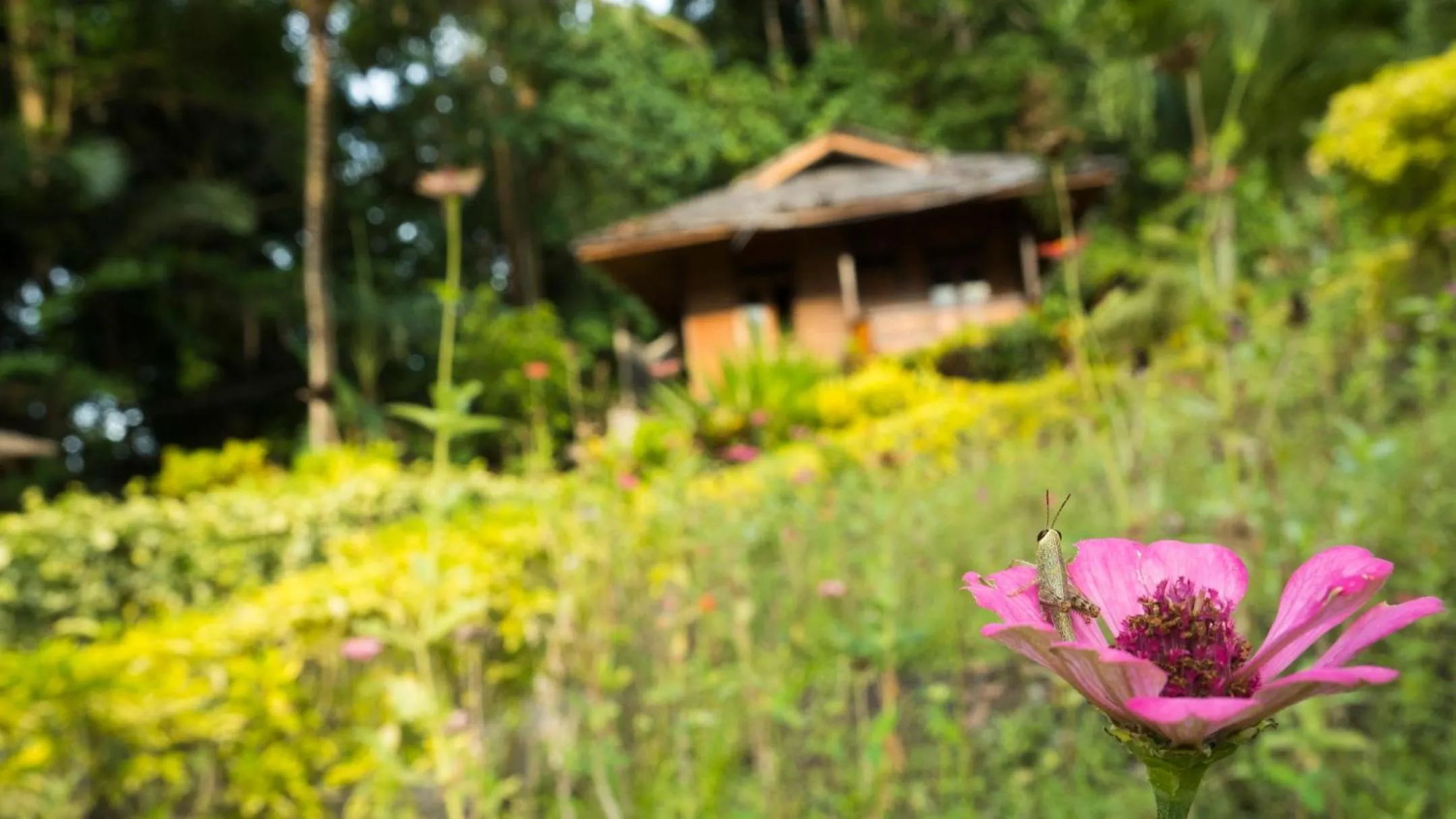 Garden view in K2 Lembeh Dive Resort