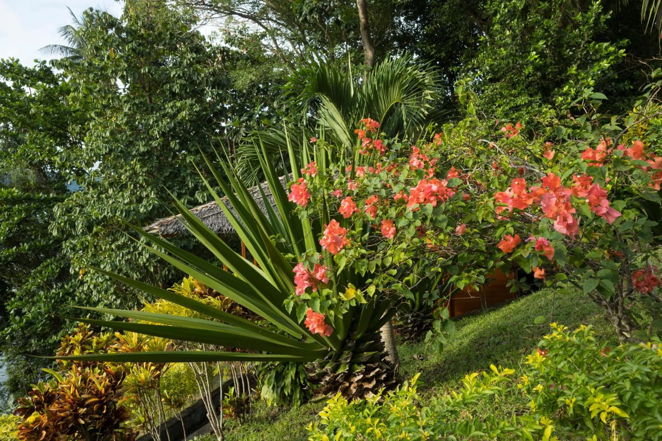 Garden view in K2 Lembeh Dive Resort