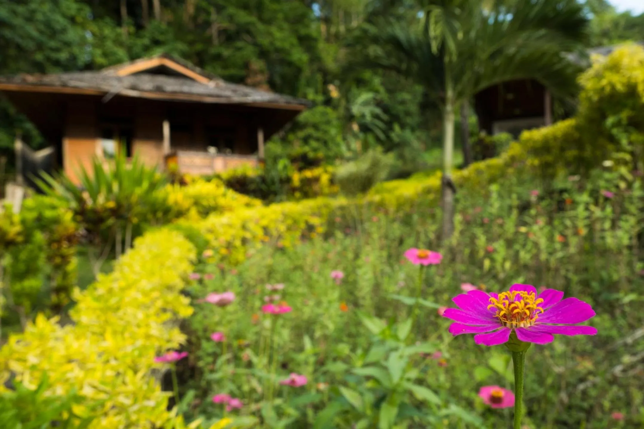 Garden view in K2 Lembeh Dive Resort