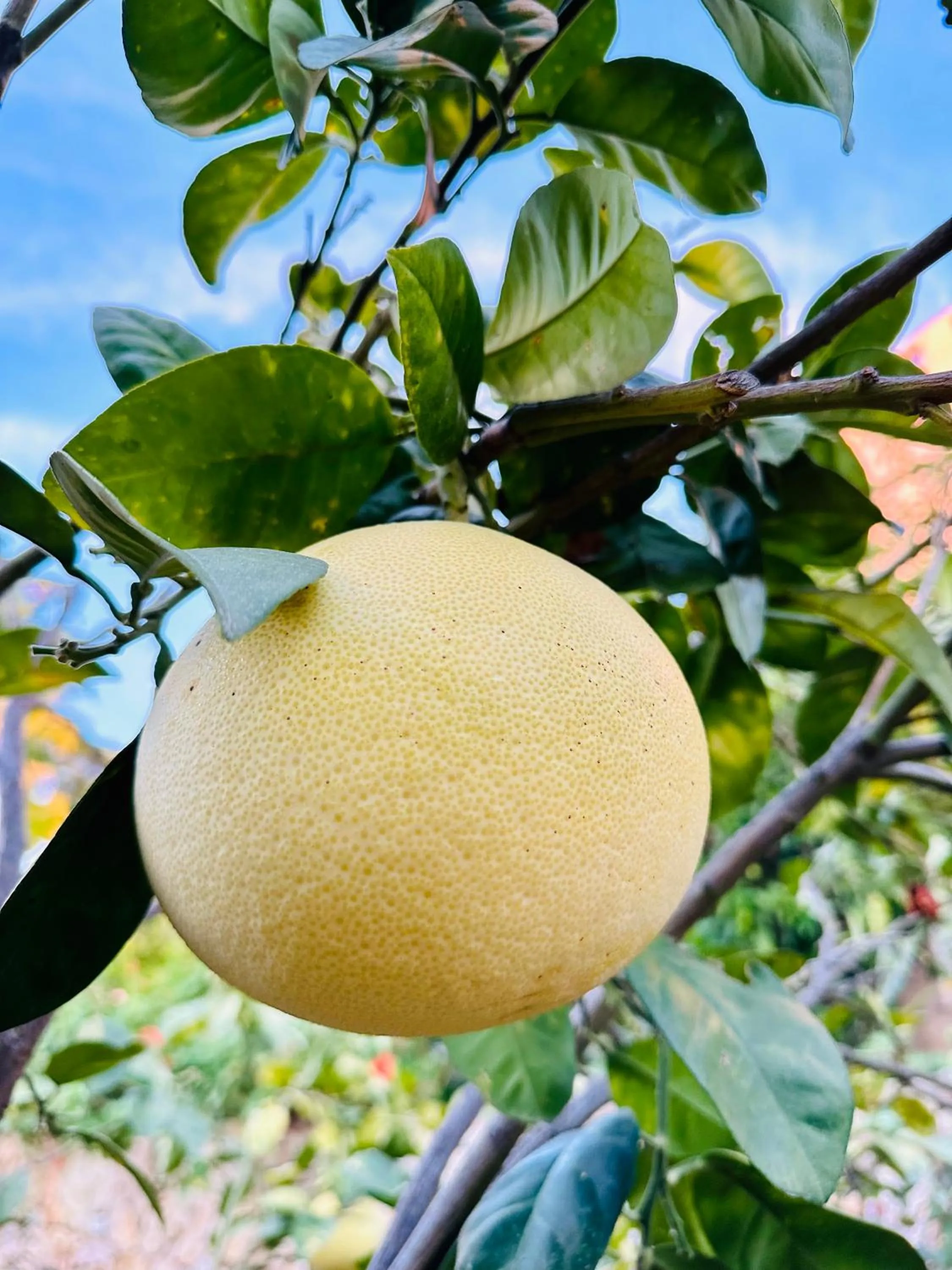 Garden in Gelidonya Pansiyon