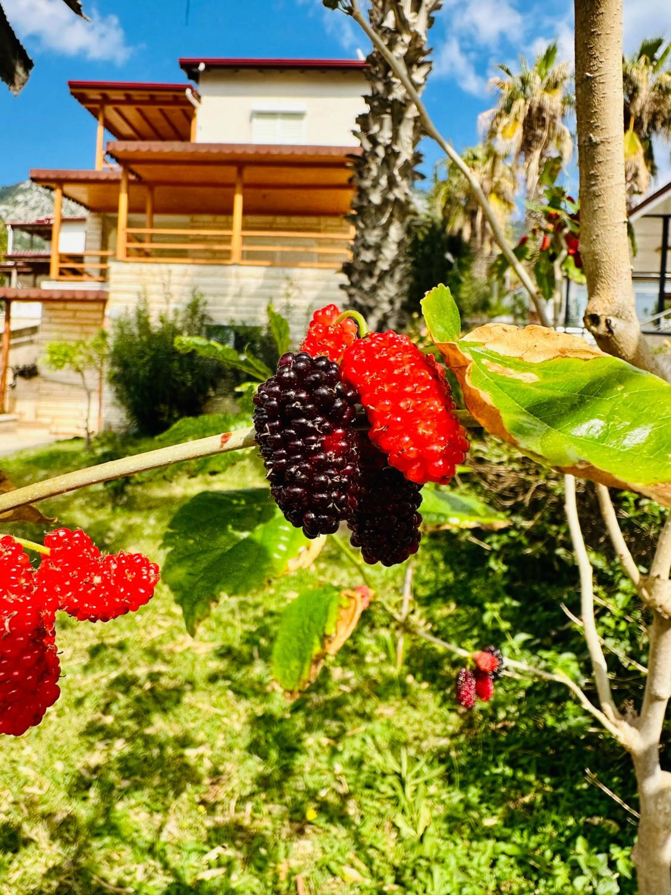Garden in Gelidonya Pansiyon